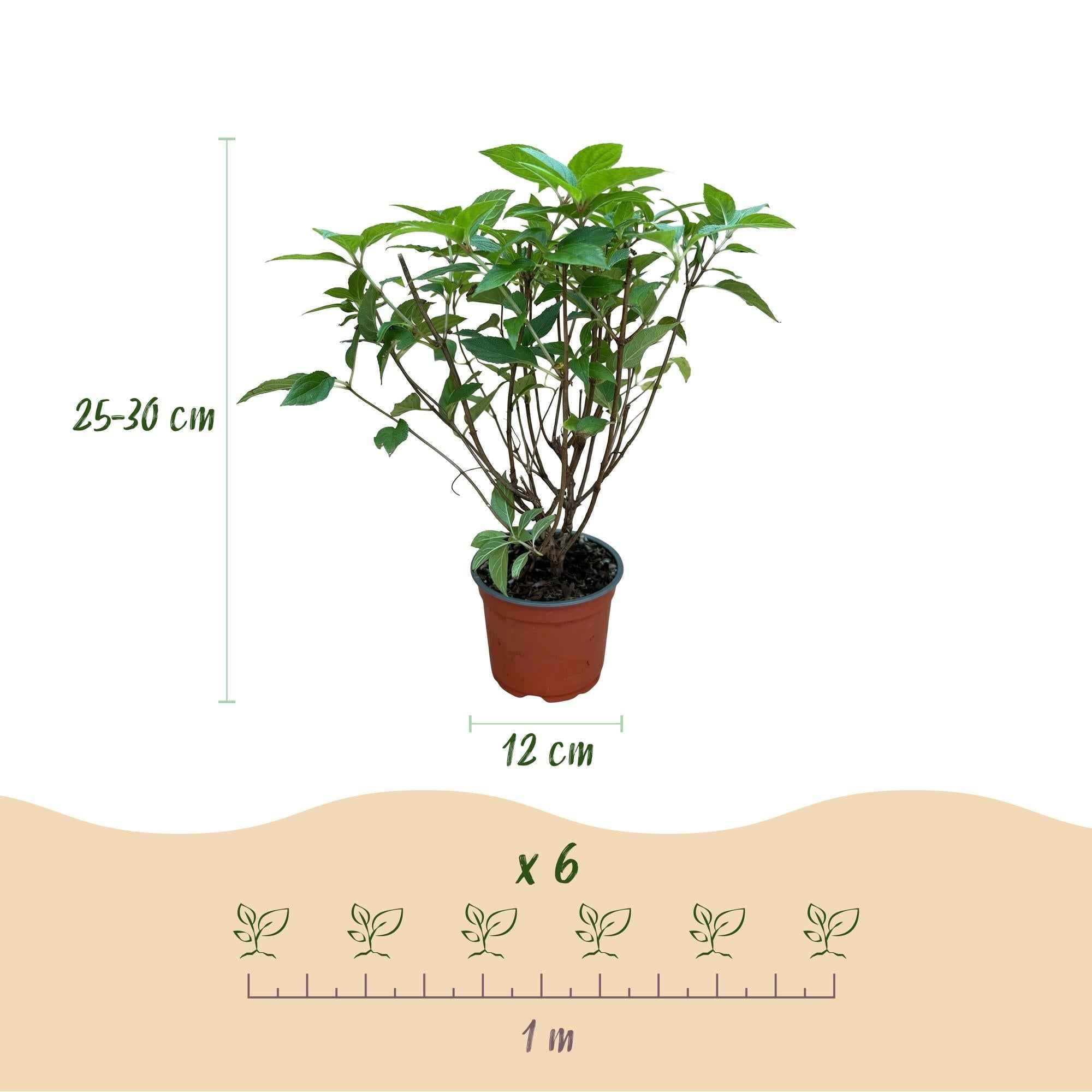 Image of Rispenhortensie Hydrangea paniculata Limelight winterhart limettengrün 20-30cm 12cm für Garten Balkon Terrasse Beet blühender Zierstrauch-3