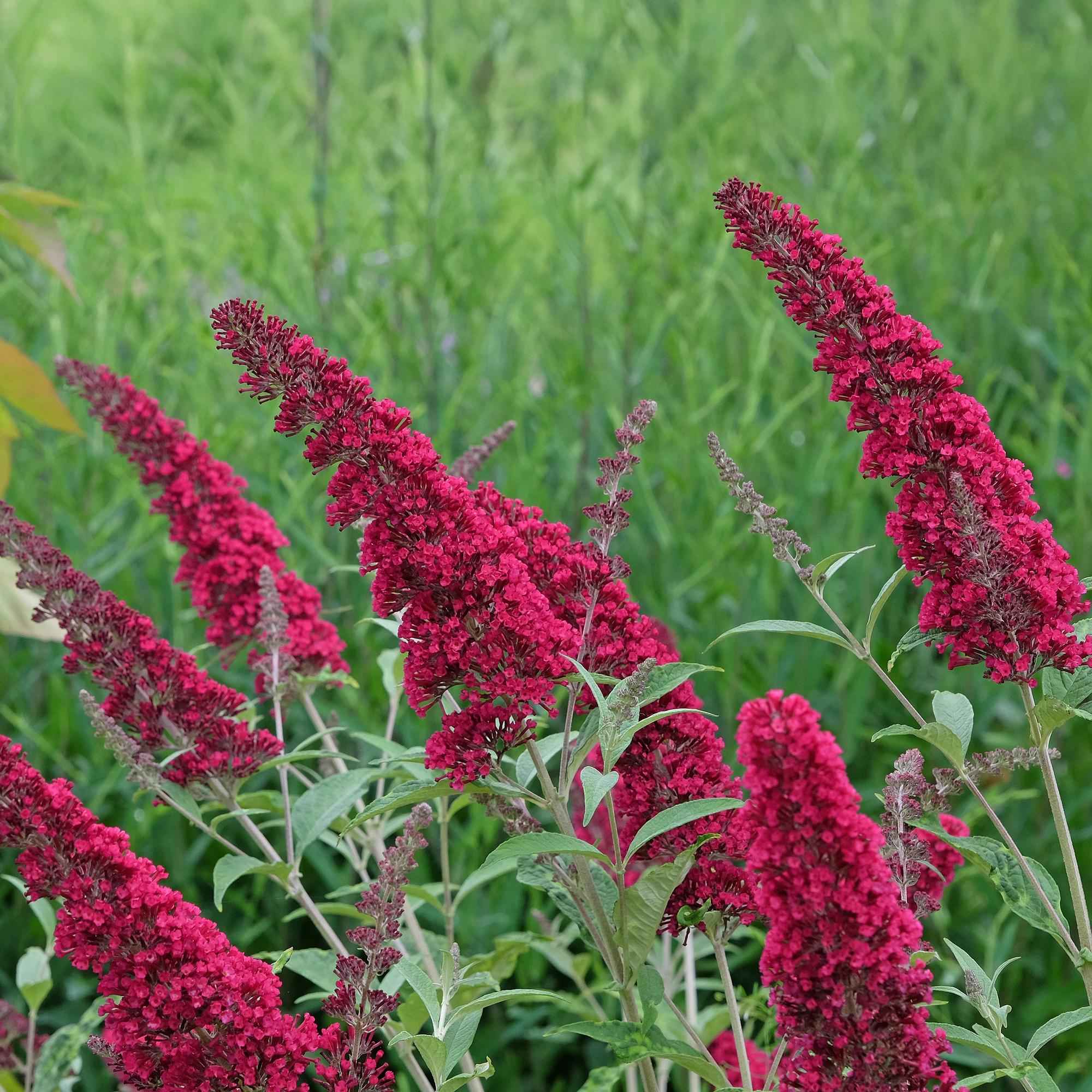 Image of Schmetterlingsstrauch Buddleja davidii Royal Red – Rote Blüten – Laubabwerfend – Schmetterlingsfreundlich – 17cm Höhe 25cm-0