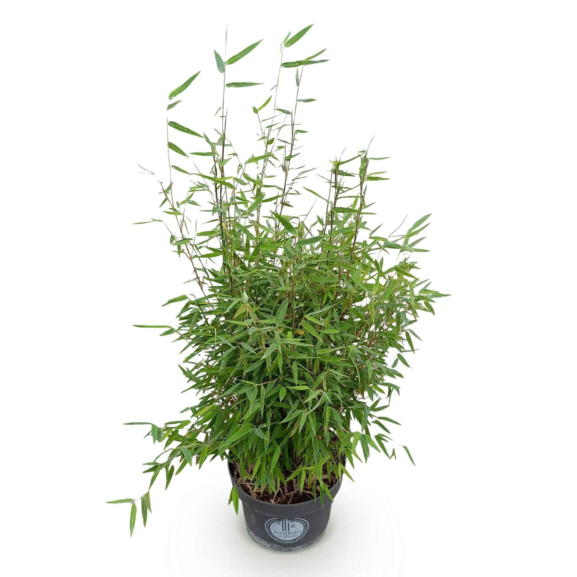 Image of Bambus Fargesia nitida Red Dragon nicht wuchernd immergrün 80cm 23cm für Garten Terrasse Balkon Hecke Sichtschutz pflegeleicht rote Halme winterhart-2