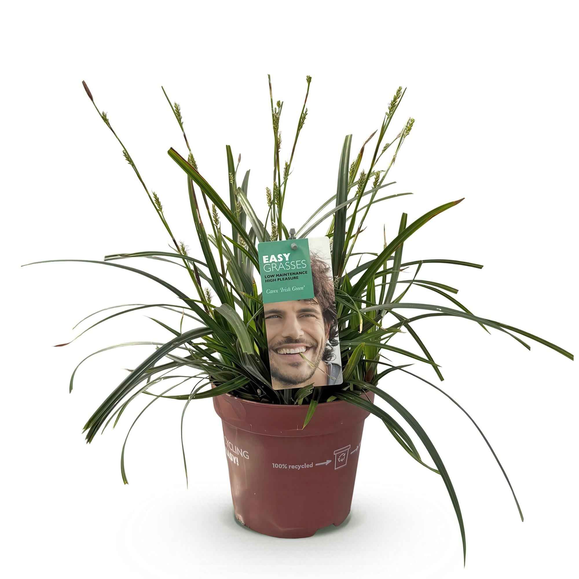 Image of Ziergras Segge Carex oshimensis Intense Green – Intensiv Grün – Immergrün & winterhart – Höhe ca. 50cm – 17cm