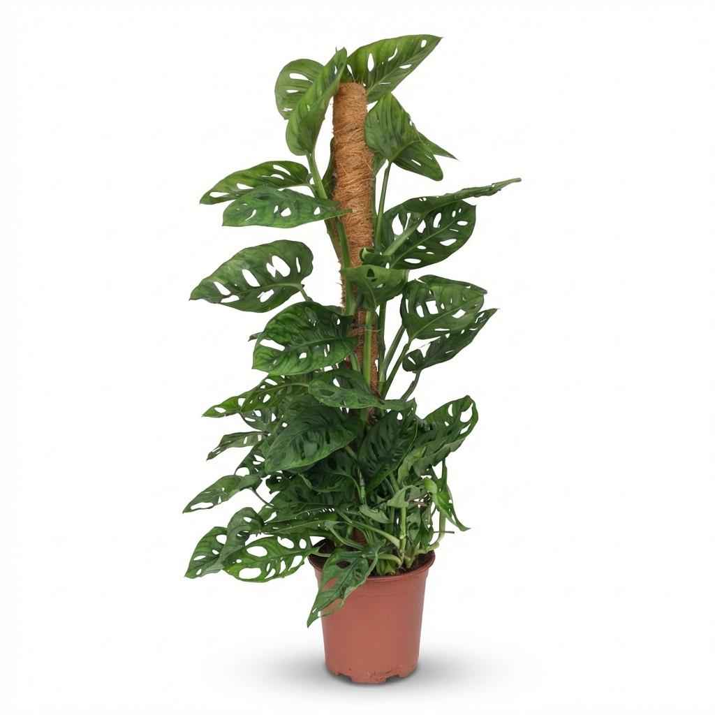 Image of Monstera adansonii Monkey Mask am Moosstab grün 90cm 19cm Zimmerpflanze pflegeleicht Kletterpflanze mit dekorativen Blättern für Wohnzimmer Büro-0