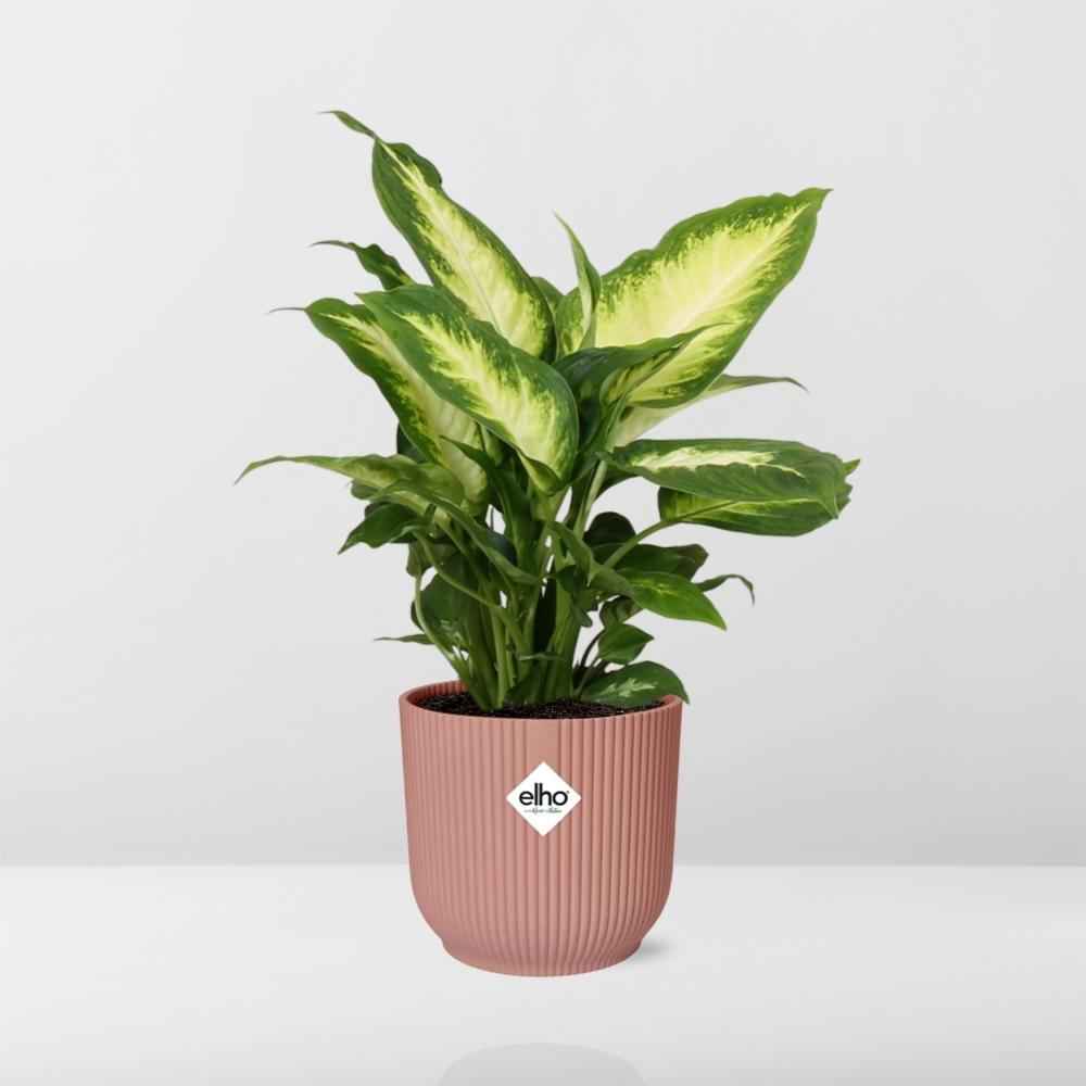 Image of Dieffenbachia ‘Camilla’ – Zimmerpflanze im 14cm – Luftreinigende tropische Zimmerpflanze – Pflegeleicht – Halbschatten geeignet-3