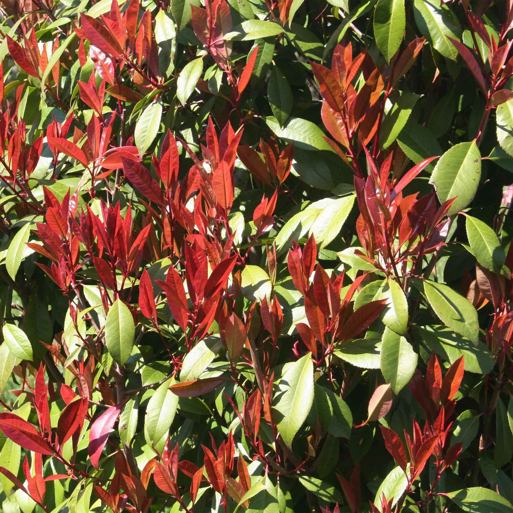 Image of Glanzmispel Photinia fraseri Carré Rouge – 19cm Höhe ca.90cm – Immergrün & winterhart – Grün – rotes Laub – Ziergehölz-3