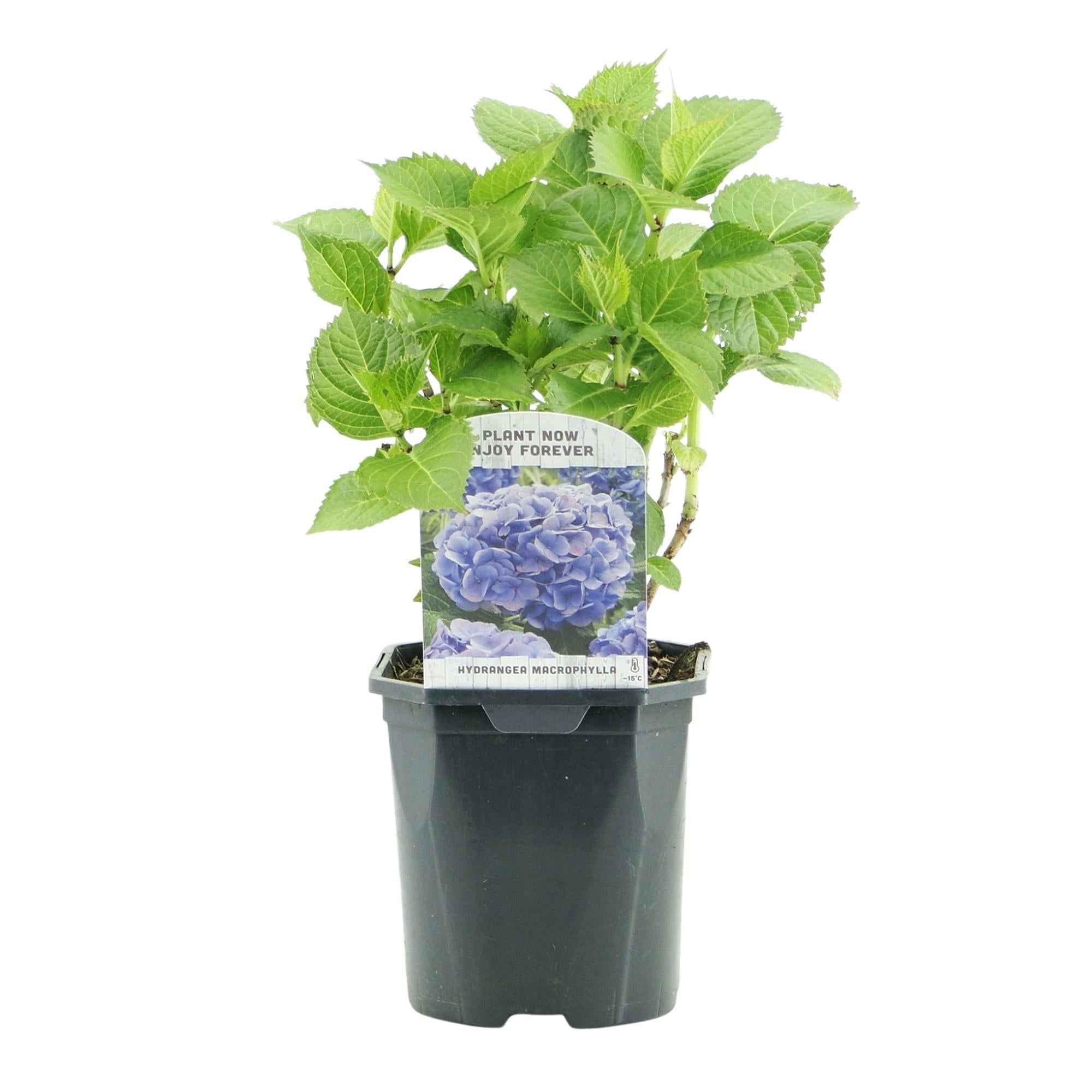 Image of Hortensie Hydrangea macrophylla Blau – Blütezeit Juni bis September – Ø17cm – ↕30cm – Laubabwerfende Gartenpflanze – Pflegeleicht & winterhart-0
