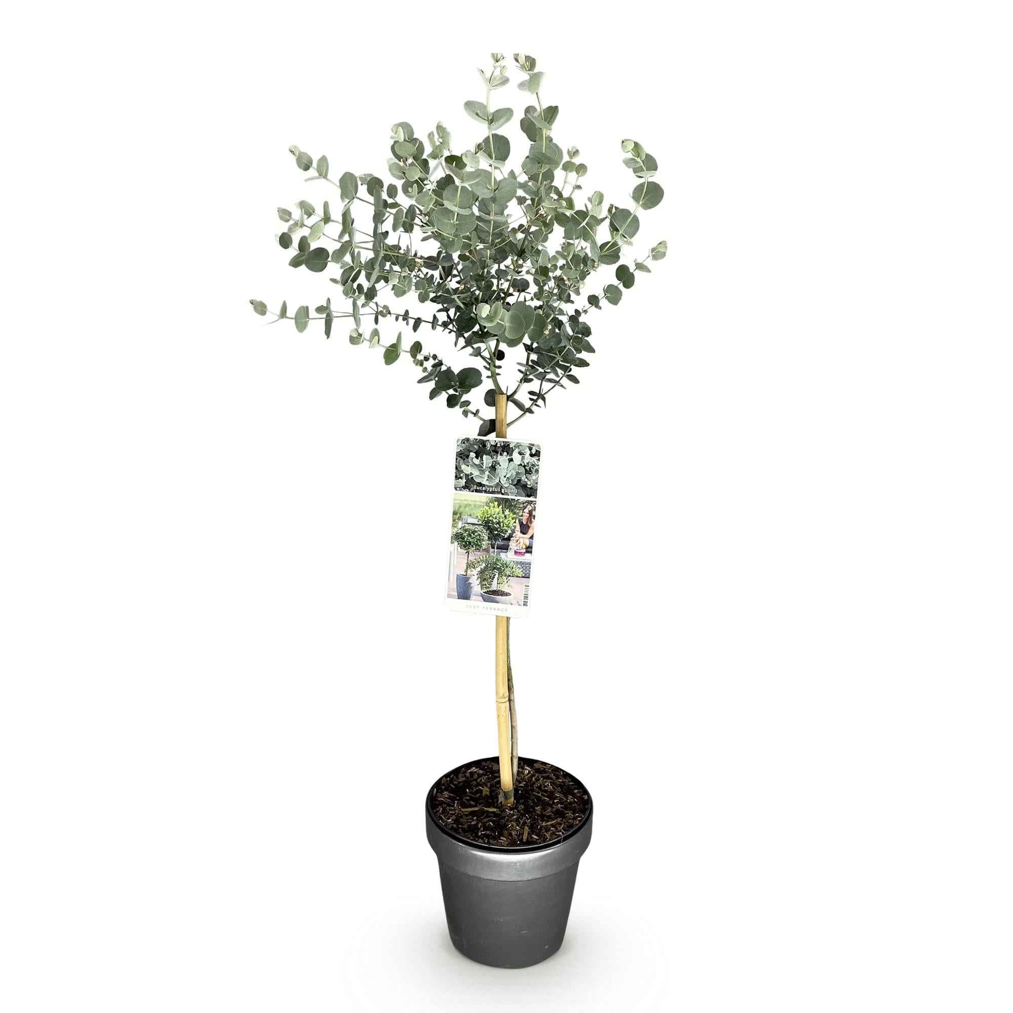 Image of Eukalyptus Eucalyptus gunnii Azura – 19cm – Höhe ca. 90cm – Immergrüne winterharte Terrassenpflanze mit graugrünen duftenden Blättern-0