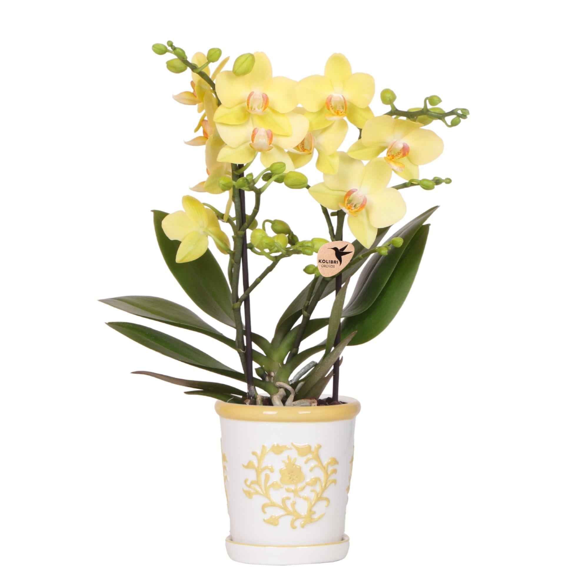 Image of Gelbe Orchidee Albenga + Malaga Ziertopf Gelb – Ø9cm – Fröhliche Zimmerpflanze mit sonniger Ausstrahlung – Direkt vom Züchter-0