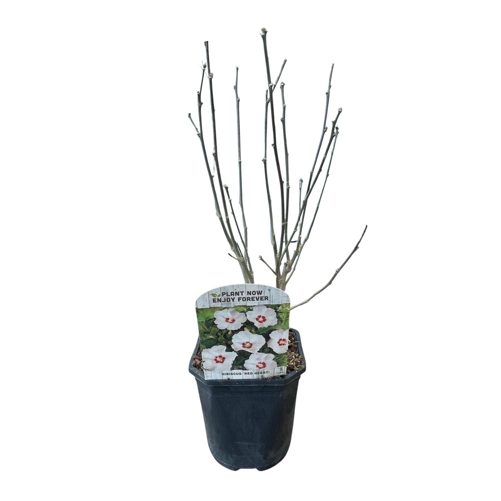Image of Garteneibisch Hibiscus syriacus Red Heart – Blüte Weiß mit Rotem Herzen – Strauch – Wenig Pflege – 17cm x H45cm – Sommerblüher & Bienenfreundlich-4