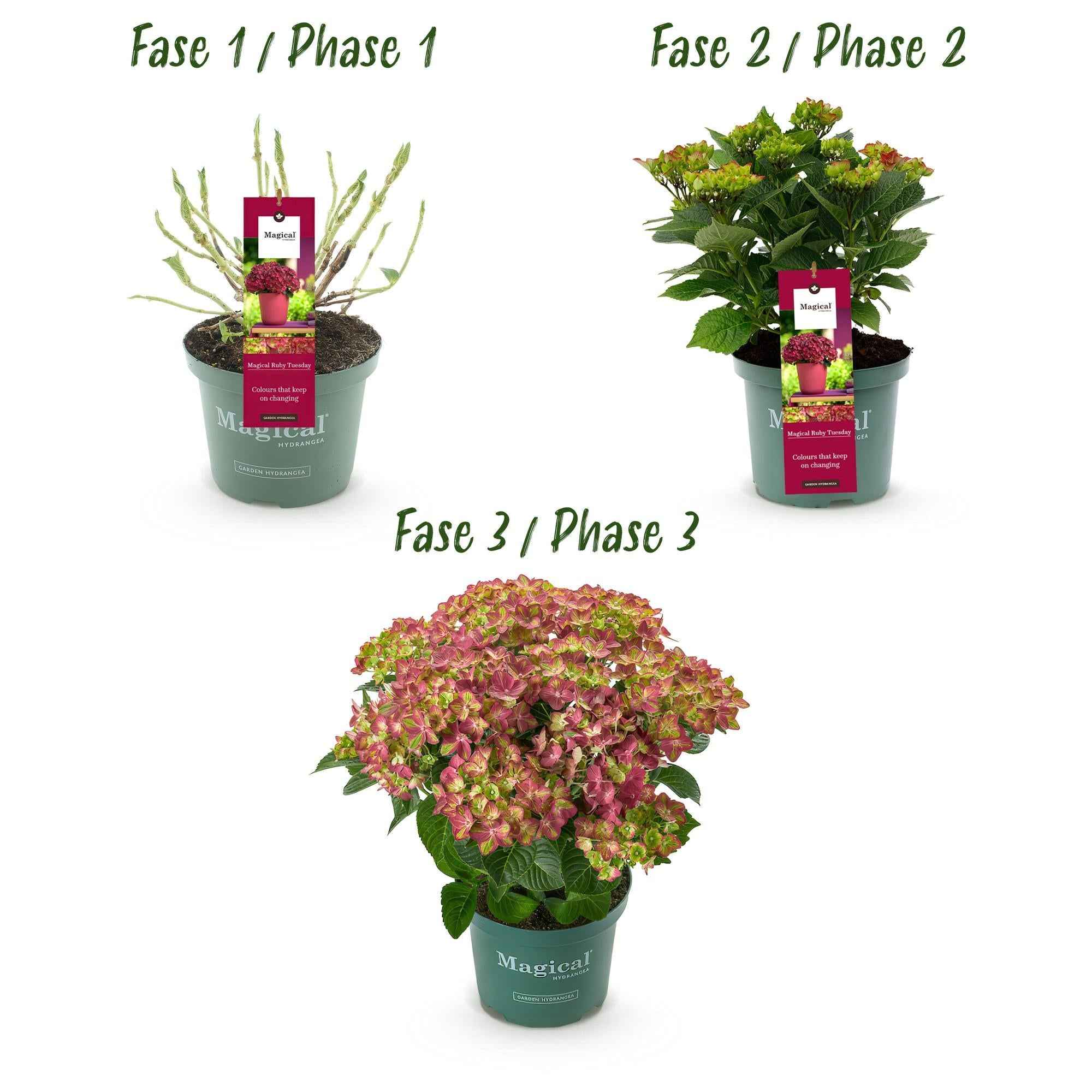 Image of Hortensie Magical Ruby Tuesday & Saphire – 2 Pflanzen – Hydrangea macrophylla – 23cm – Ca. 55cm hoch – 6-10 Blüten – Für Balkon, Terrasse & Beet-3