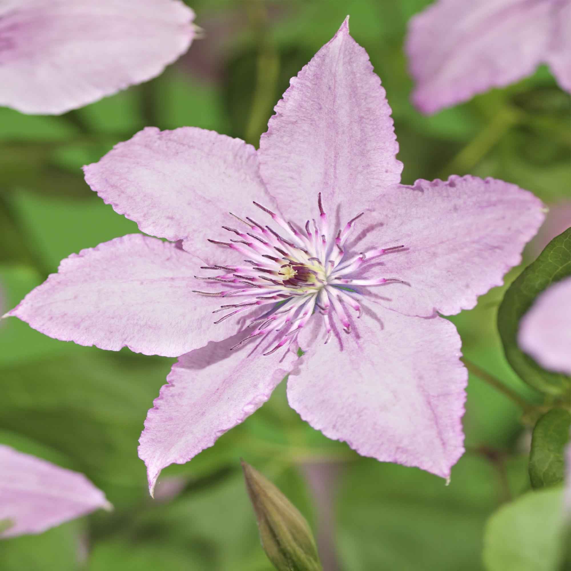Image of Kletterpflanze Clematis Hagley Hybrid – Rosa Blüten – Wenig Pflege – 2 Pflanzen – 11cm Höhe 40cm – Für Garten, Balkon & Pergolen-0
