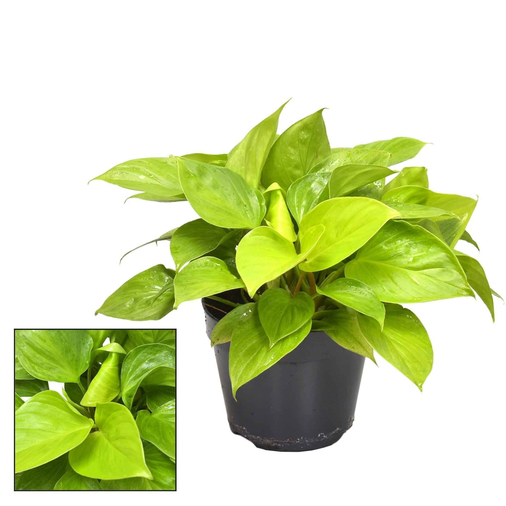 Image of Homalomena Lemon Lime – Zimmerpflanze – Ø15cm – ↕30cm Höhe – Leuchtend gelb – grünes Laub – Pflegeleicht & luftreinigend-0