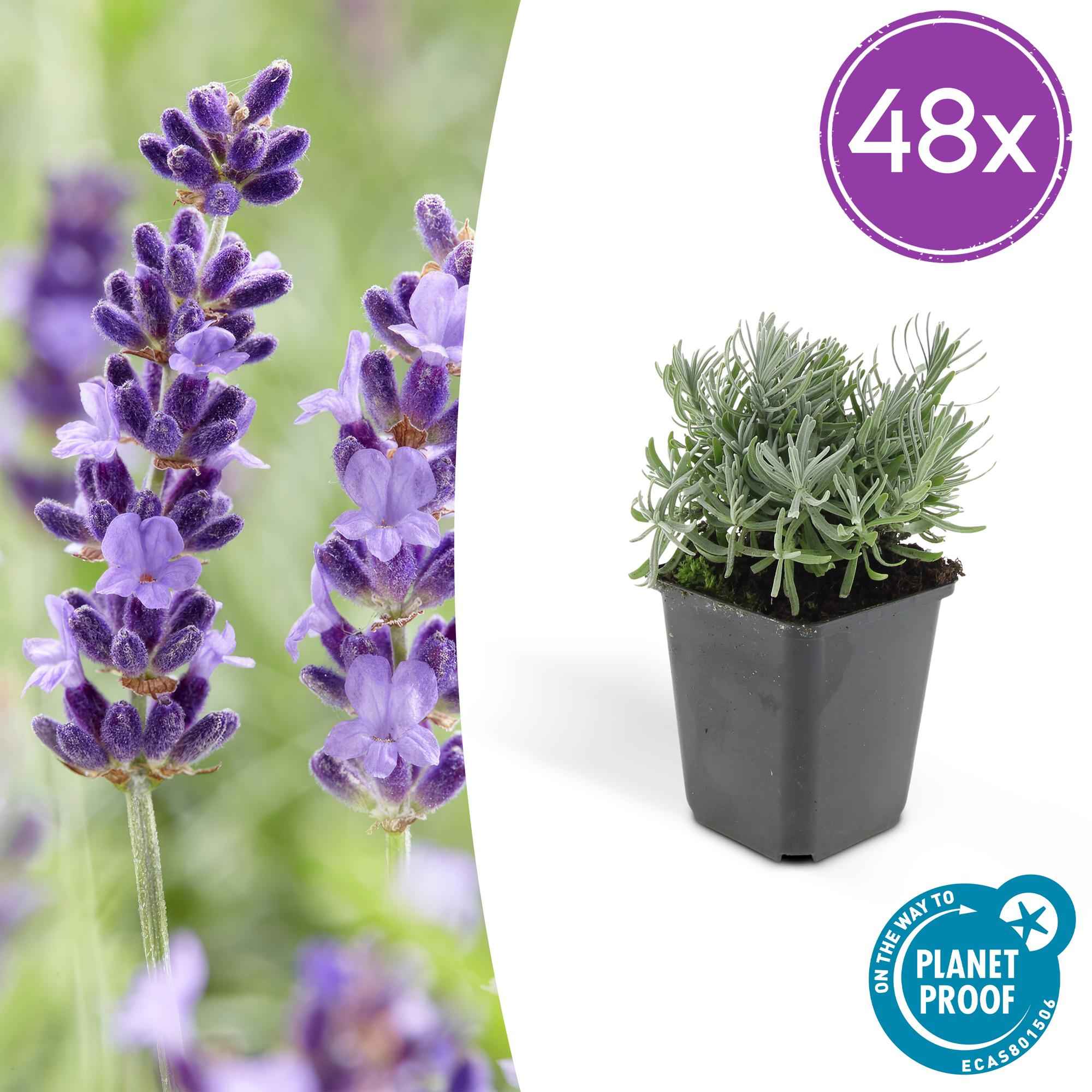 Image of Lavandula angustifolia 'Hidcote' – 48 Pflanzen – duftender Lavendel – bienenfreundlich – winterhart – Ø9cm – ↕10-25cm-1