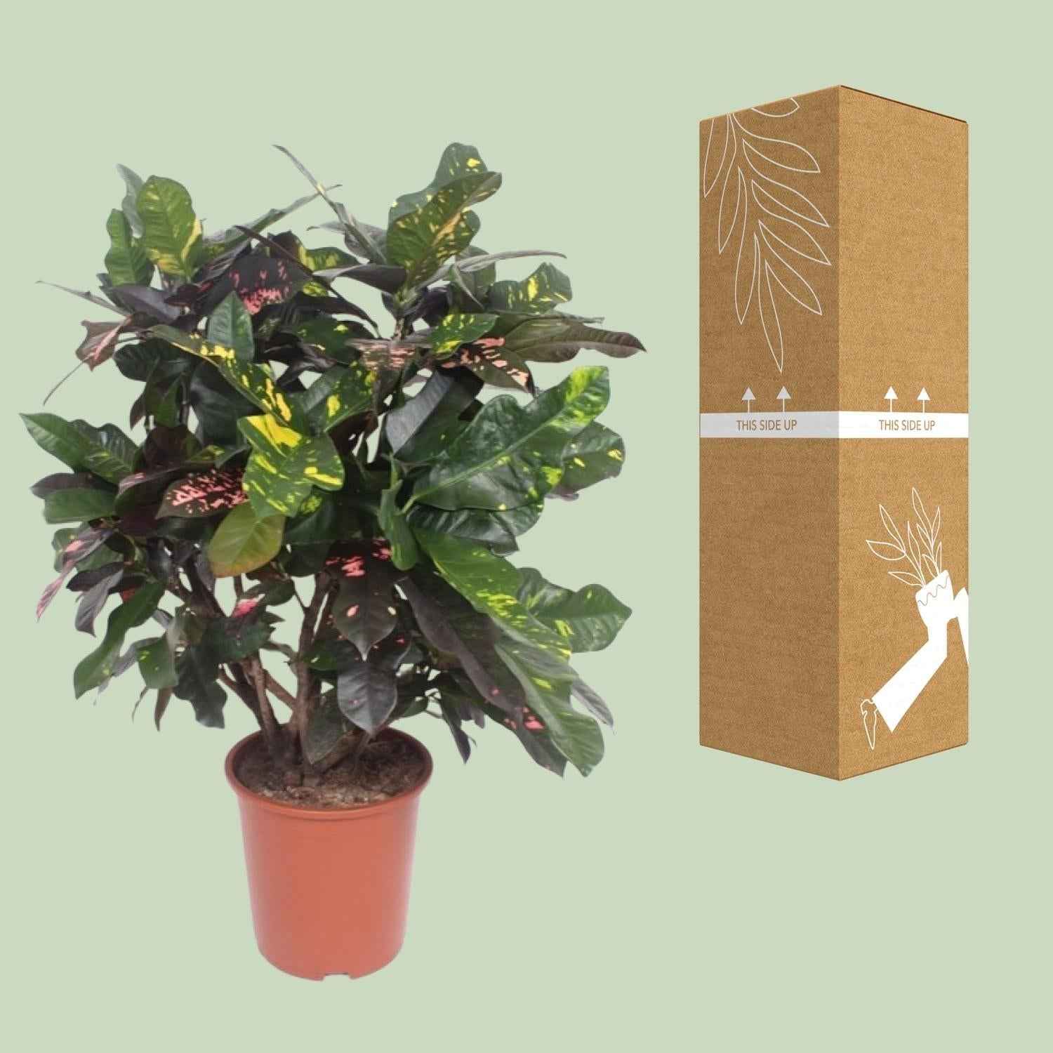 Image of Croton Magnificent – Codiaeum Magnificent – Zimmerpflanze – Ø27cm – ↕110cm – Tropisch Bunt – Luftreinigend & Pflegeleicht-2