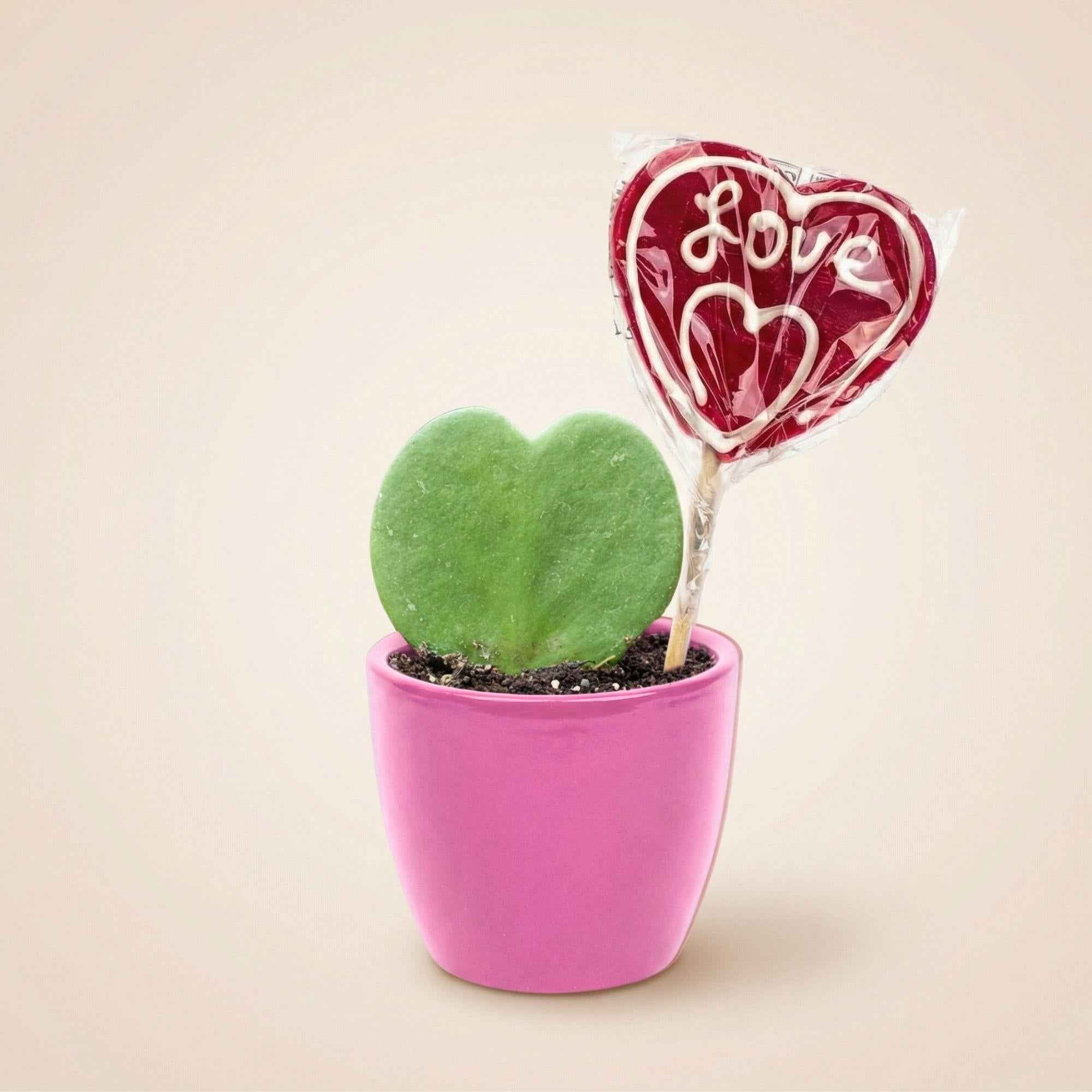 Image of Hoya Kerrii Sweetheart – Herzpflanze im rosa Keramiktopf Ø6cm – Mini Geschenkset mit Lutscher – Pflegeleichte Zimmerpflanze-0