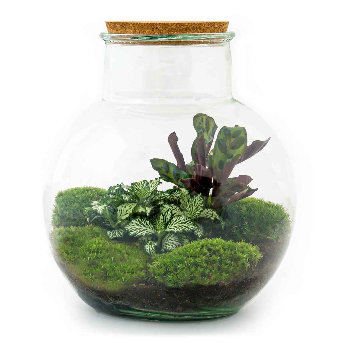 Image of Flaschengarten Teddy – DIY Bausatz Terrarium – ↕26,5cm – Do – It – Yourself Pflanzen – Set im Glas mit Kork – Autarkes Mini – Ökosystem-0