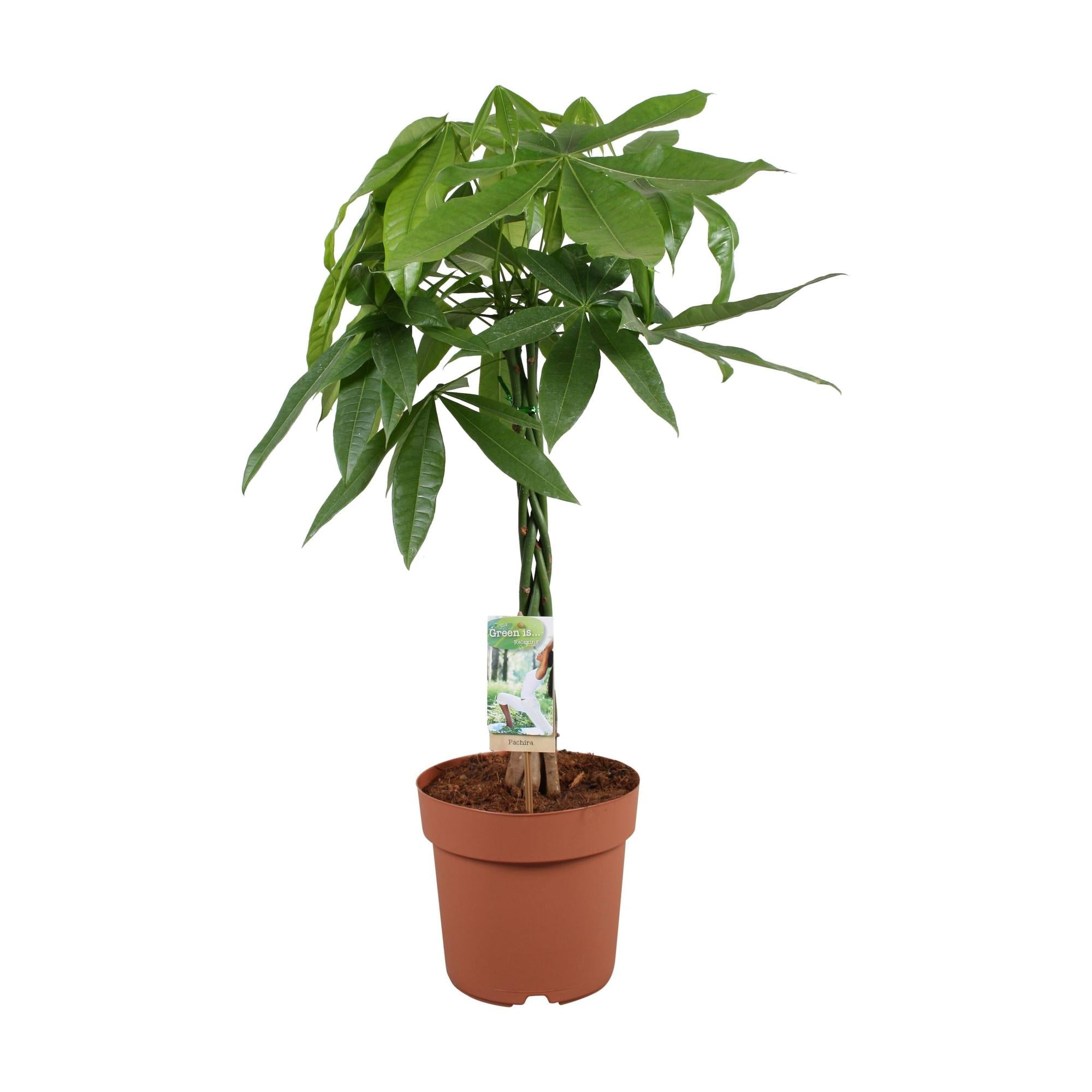 Image of Pachira aquatica – 70cm – Glückskastanie mit geflochtenem Stamm – Immergrüne Zimmerpflanze für Wohn – & Büroräume – Pflegeleicht & luftreinigend-0