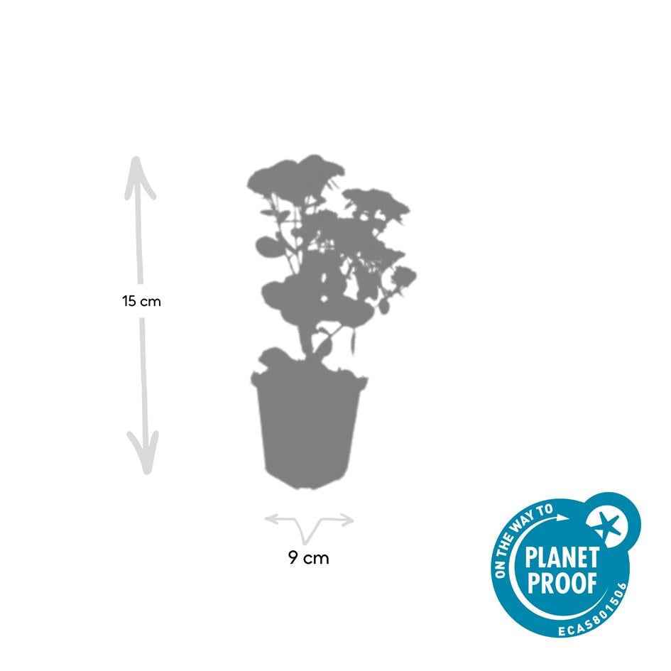 Image of Große Fetthenne Sedum 'Herbstfreude' – 24 Pflanzen – ↕10-25 cm – Ø9 cm – Winterharte Sukkulente – Trockenheitsresistent – Bienfreundlicher Bodendecker-3