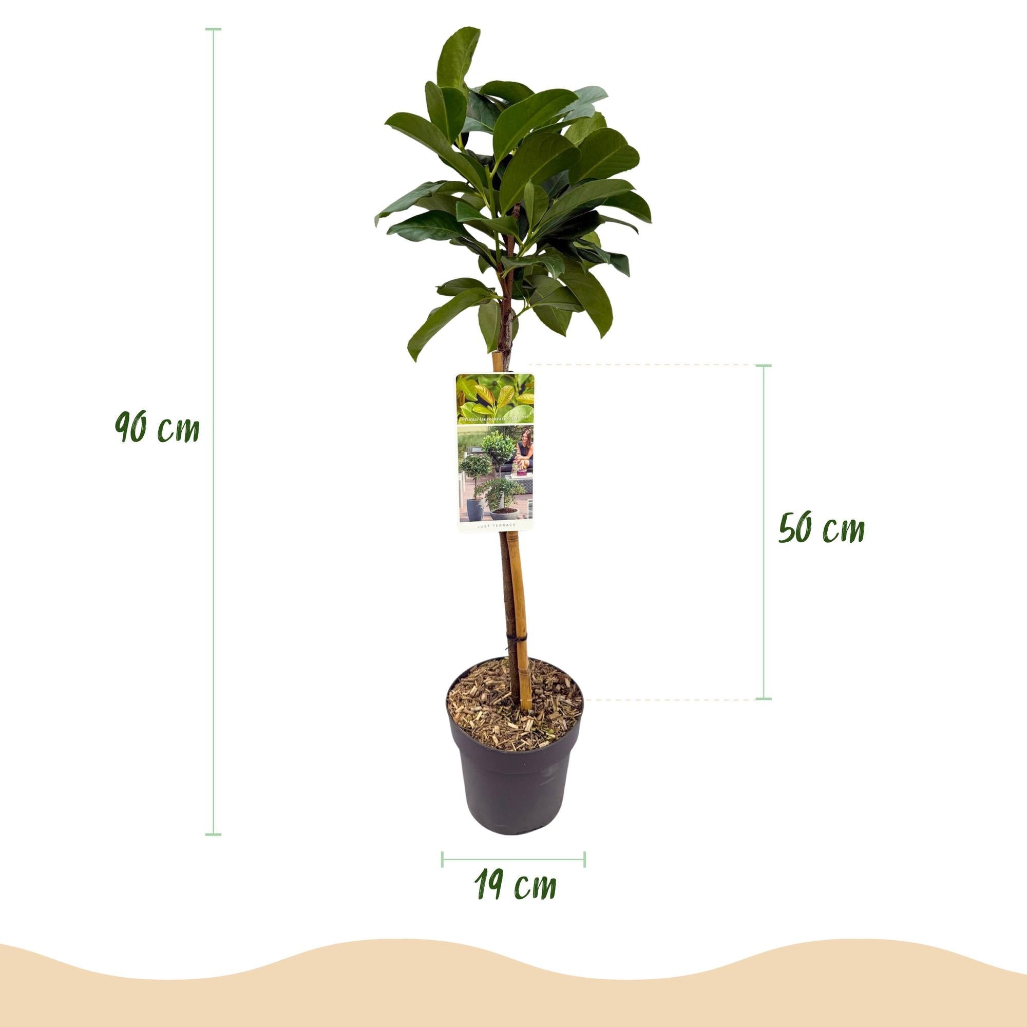 Image of Kirschlorbeer – Prunus laurocerasus Etna – Stamm – Pflanze – Immergrün – Höhe ca. 90cm – Topf Ø19cm – Pflegeleicht – Für Terrasse, Balkon & Garten-2