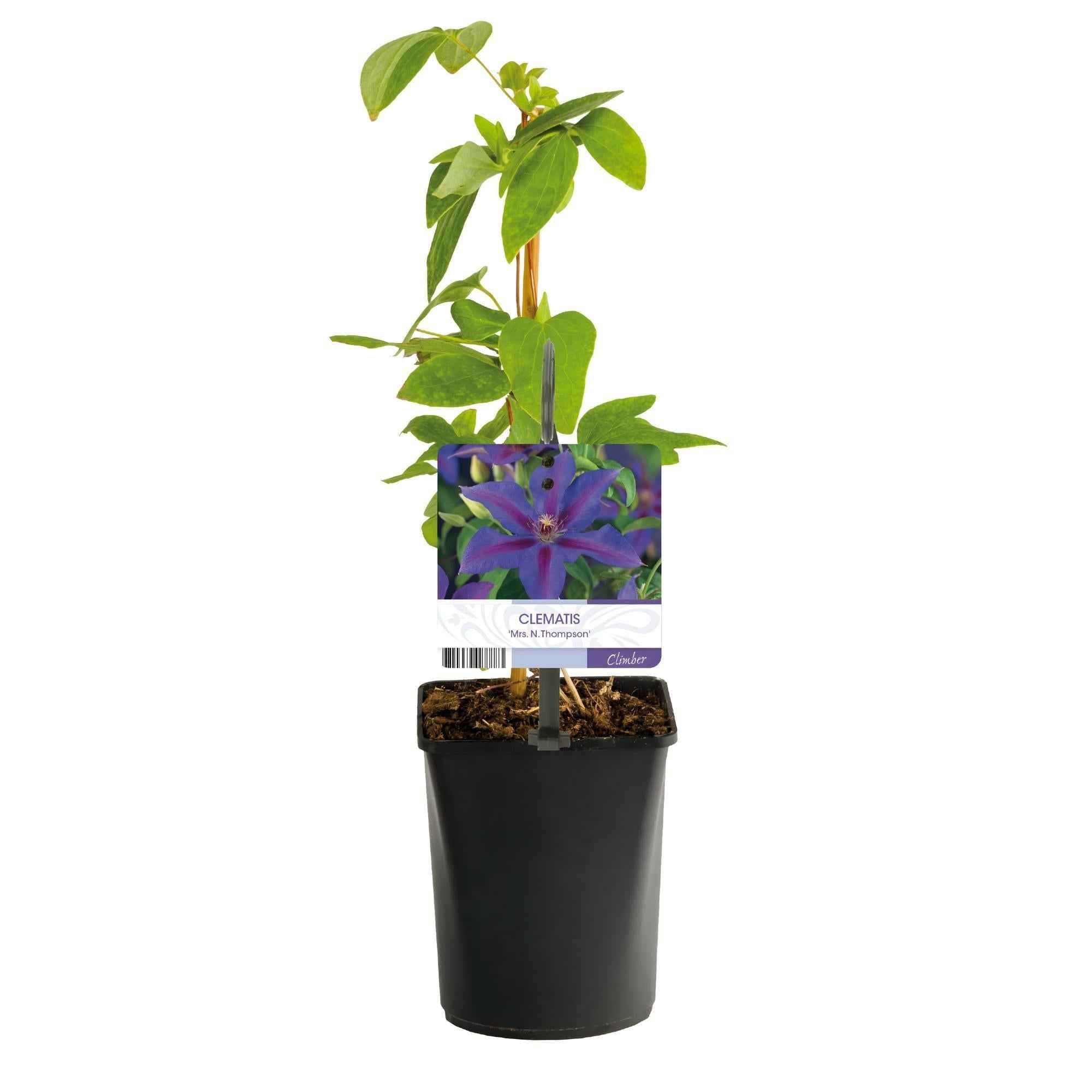 Image of Kletterpflanze Clematis Mrs. N. Thompson – Lila Blüten – Wenig Pflege – 2 Pflanzen – 11cm Höhe 40cm – Für Garten, Balkon & Pergolen-2