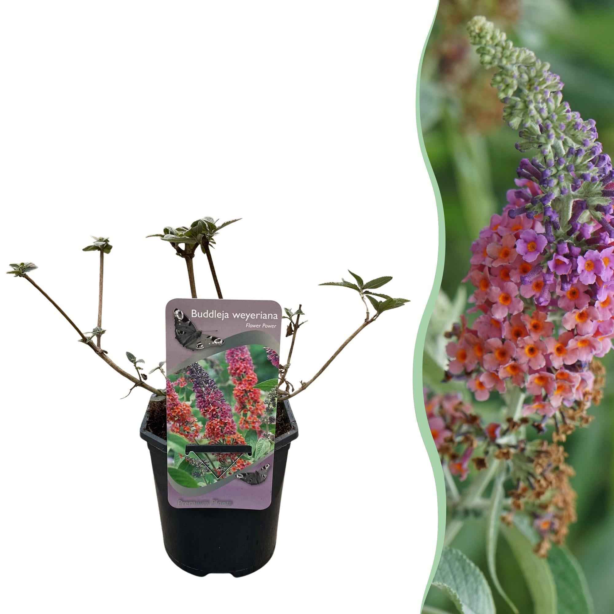 Image of Schmetterlingsstrauch Buddleja davidii Flower Power – Lila – Rosa Blüten – 17cm x H30cm – Bis 2m – Sonnig & Pflegeleicht-1