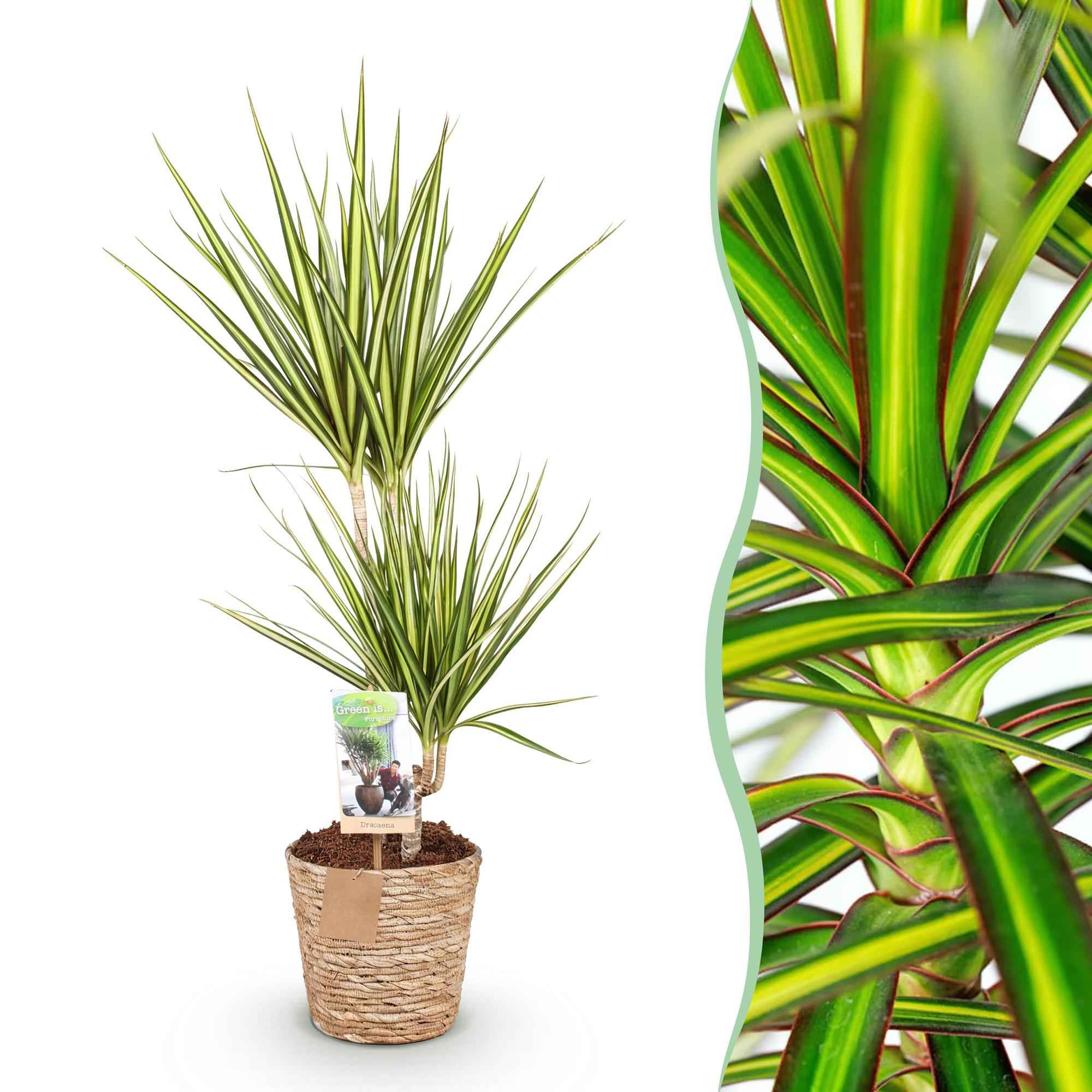 Image of Dracaena Sunray – 70-75cm – 17cm inkl. Naturkorb – Pflegeleichter Drachenbaum – Grün – Gelbes Blattwerk-1
