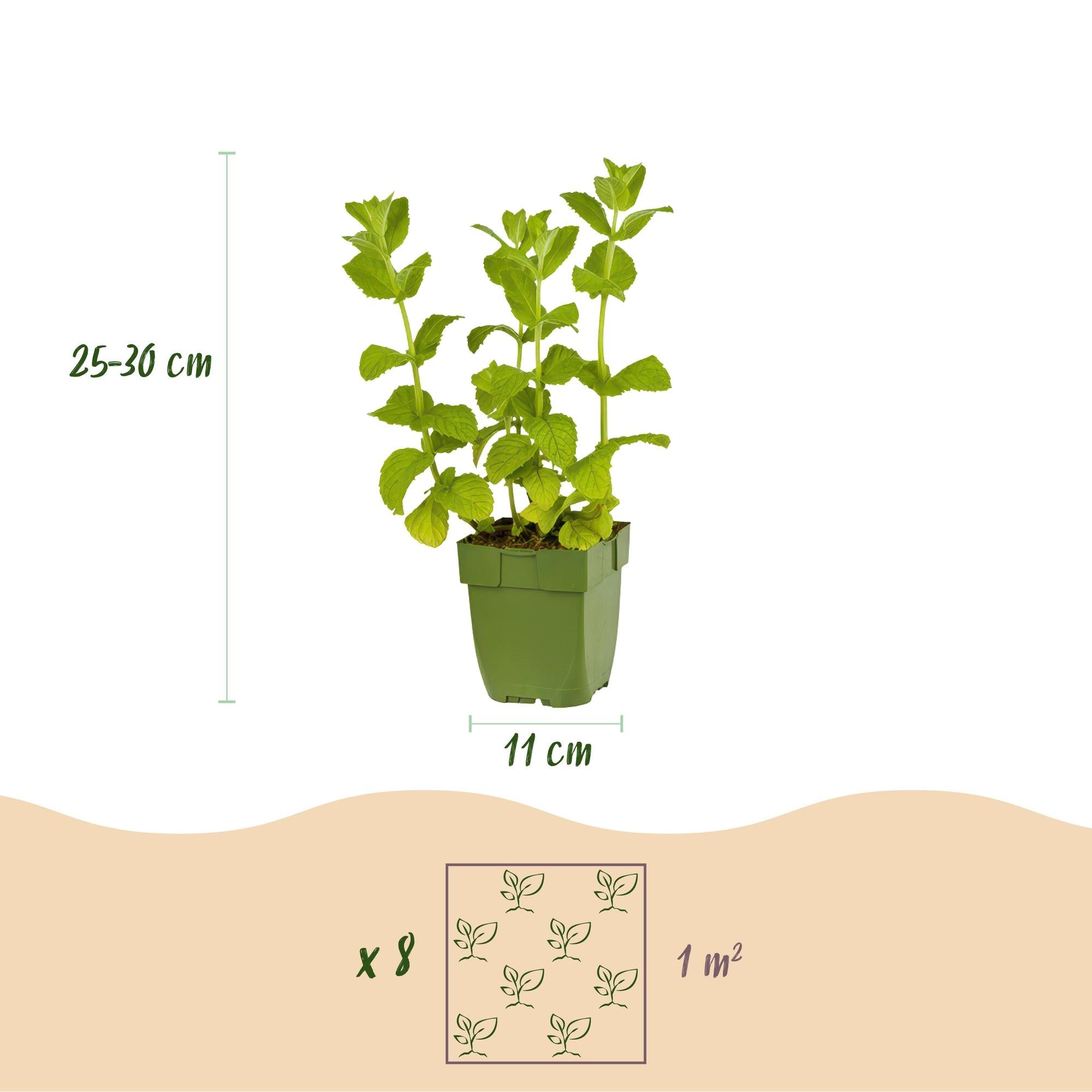 Image of Staudenset Teekräuter – 6 aromatische Kräuterstauden für ca. 1m² – Für frischen Kräutertee aus dem eigenen Garten – Pflegeleichtes Kräuterpaket-2