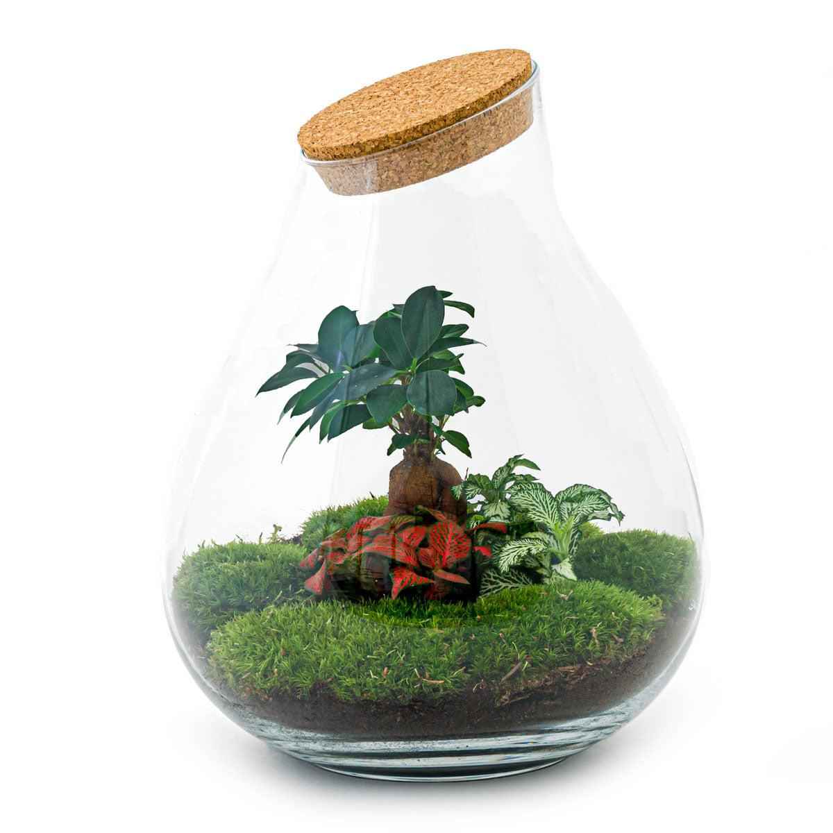 Image of Flaschengarten DIY Bausatz Terrarium