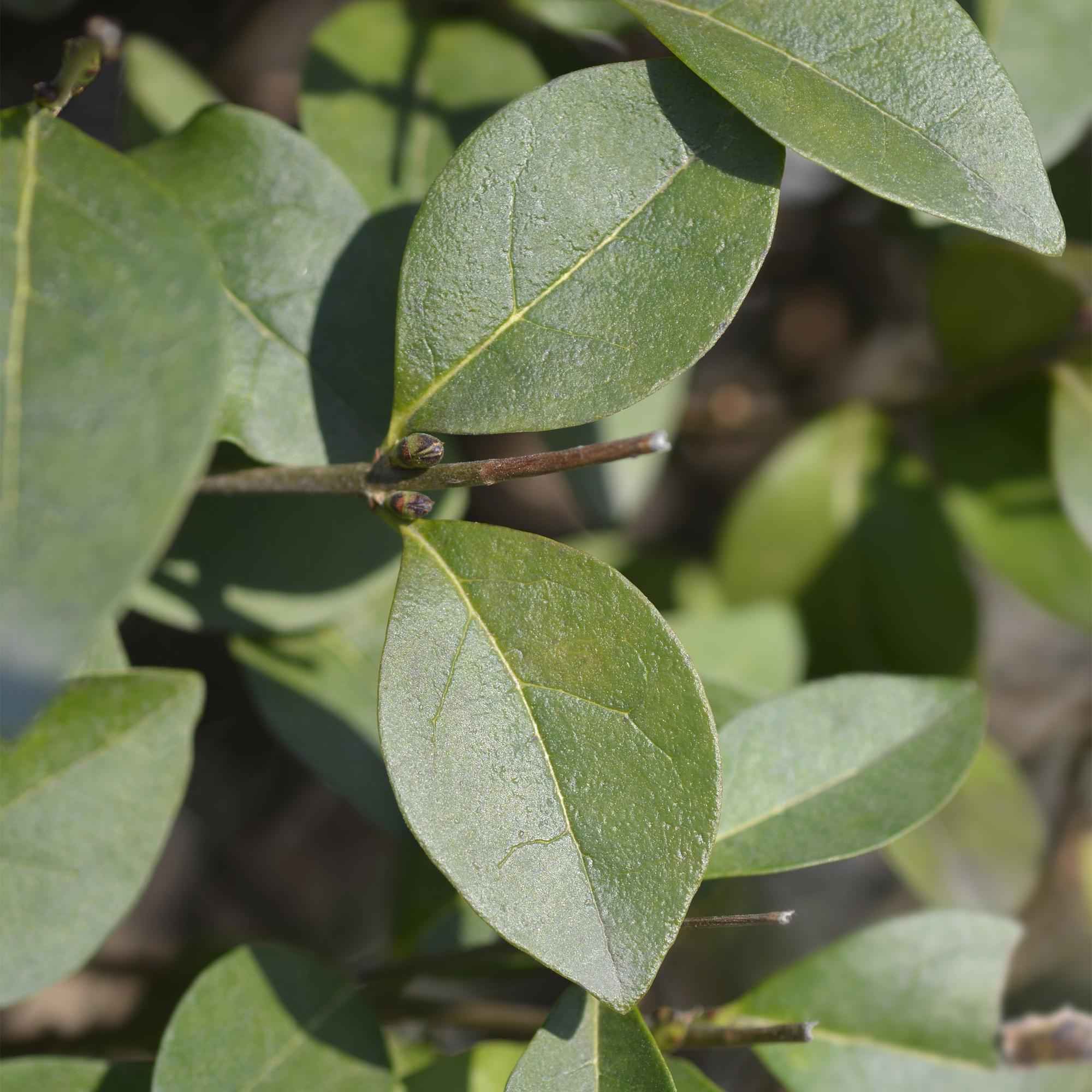 Image of Ovalblättriger Liguster Ligustrum ovalifolium – Immergrüne Heckenpflanzen – 8 Pflanzen – 1m – 9cm Höhe 35-40cm – Grün – Pflegeleicht-4
