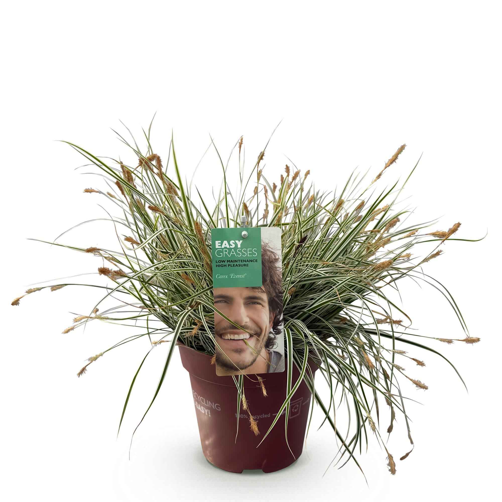 Image of Ziergras Segge Carex oshimensis Everest – Weiß – Grün panaschiert – Immergrün & winterhart – Höhe ca. 50cm – 17cm – Pflegeleicht für Beet & Kübel