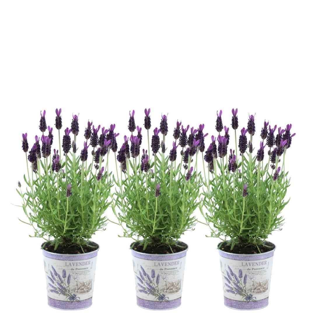 Image of Echter Lavendel Lavandula stoechas Anouk – 3 Pflanzen – Duftender Schopflavendel im Dekotopf Lavenderprint – Ø13cm – Winterhart-0