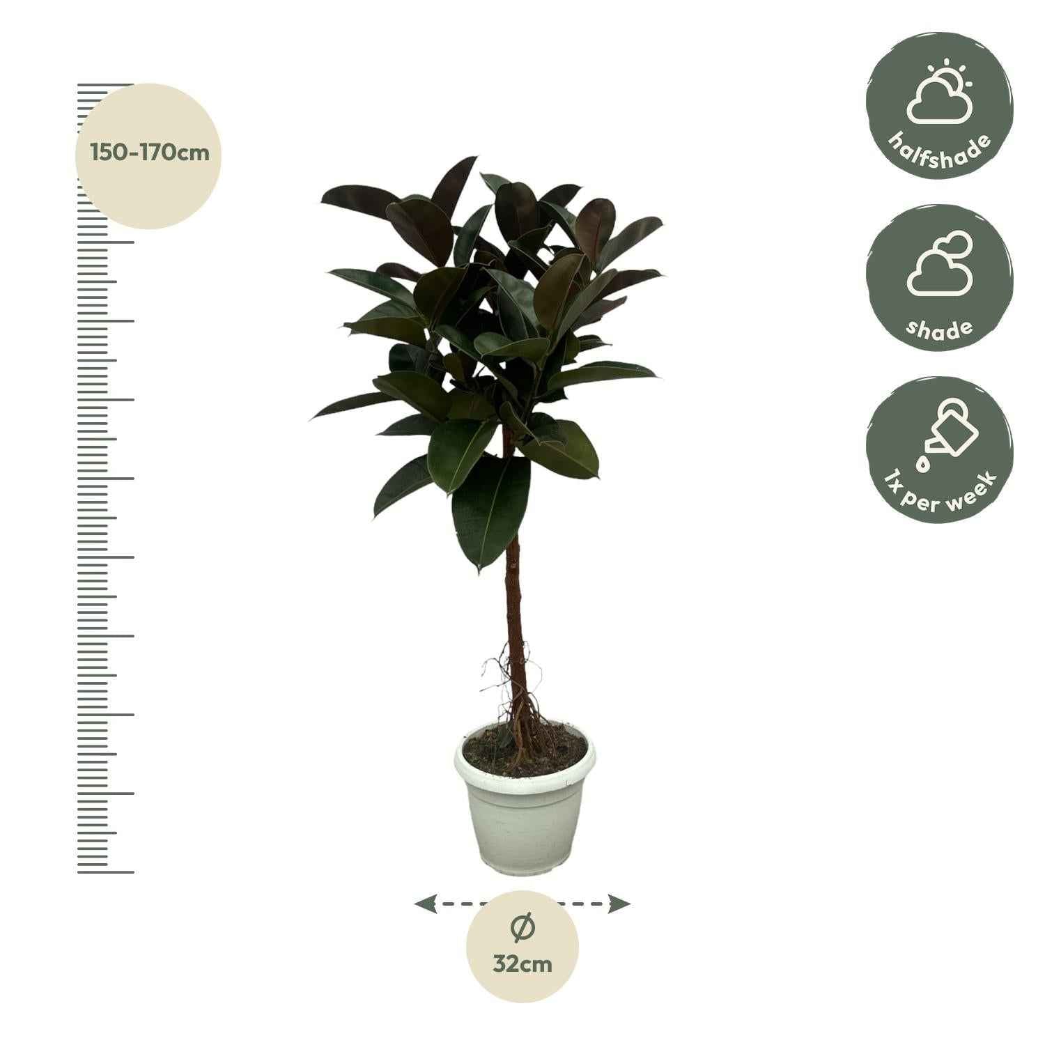 Image of Gummibaum Ficus Elastica Robusta Stamm – Zimmerpflanze 140cm hoch – Ø27cm – Üppige, glänzende Blätter – Pflegeleicht & dekorativ-1