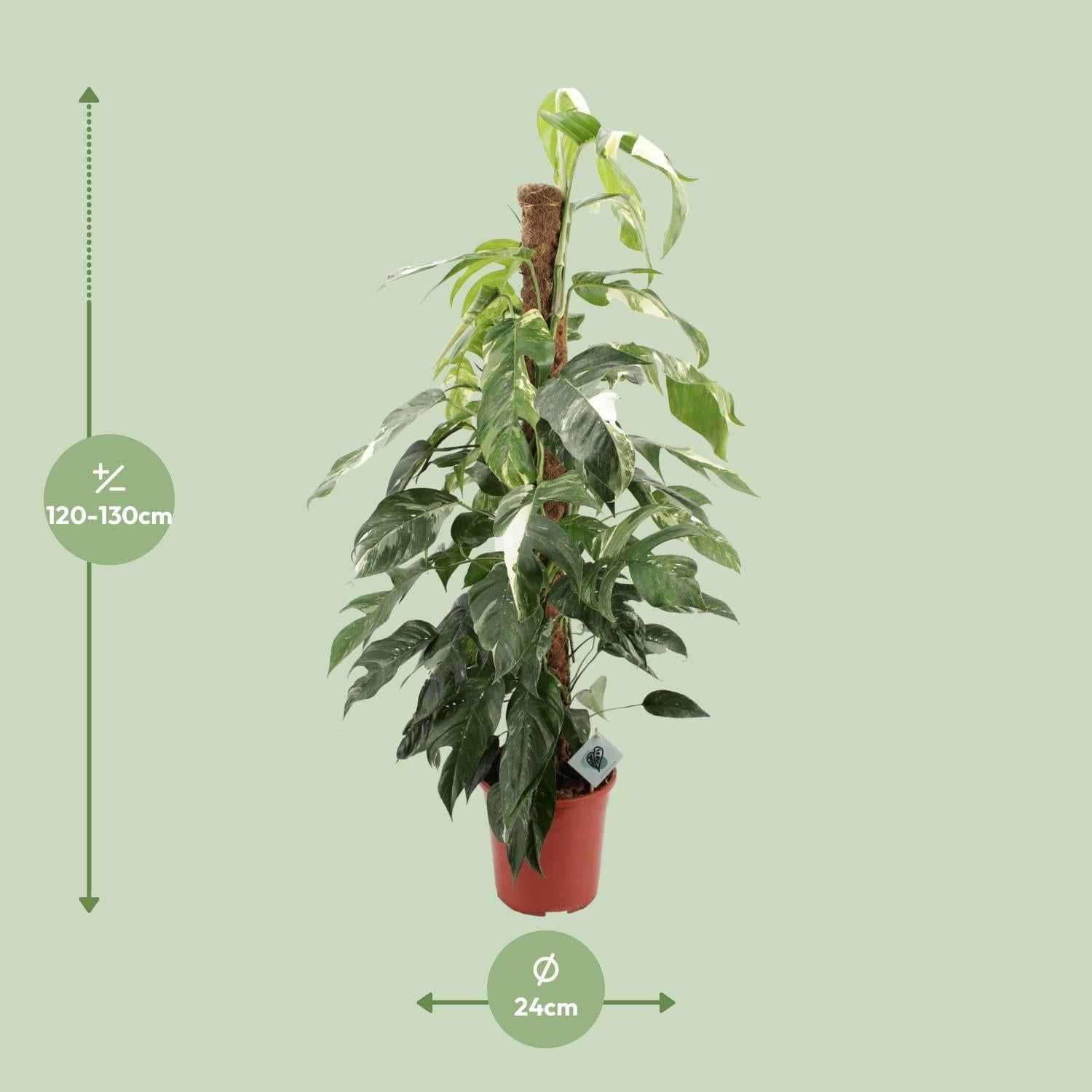 Image of Efeutute Epipremnum Pinnatum Albo Variegata – Ø24cm – ca.125cm Zimmerpflanze – Weiß-grün panaschierte Kletterpflanze – Pflegeleicht & luftreinigend-1