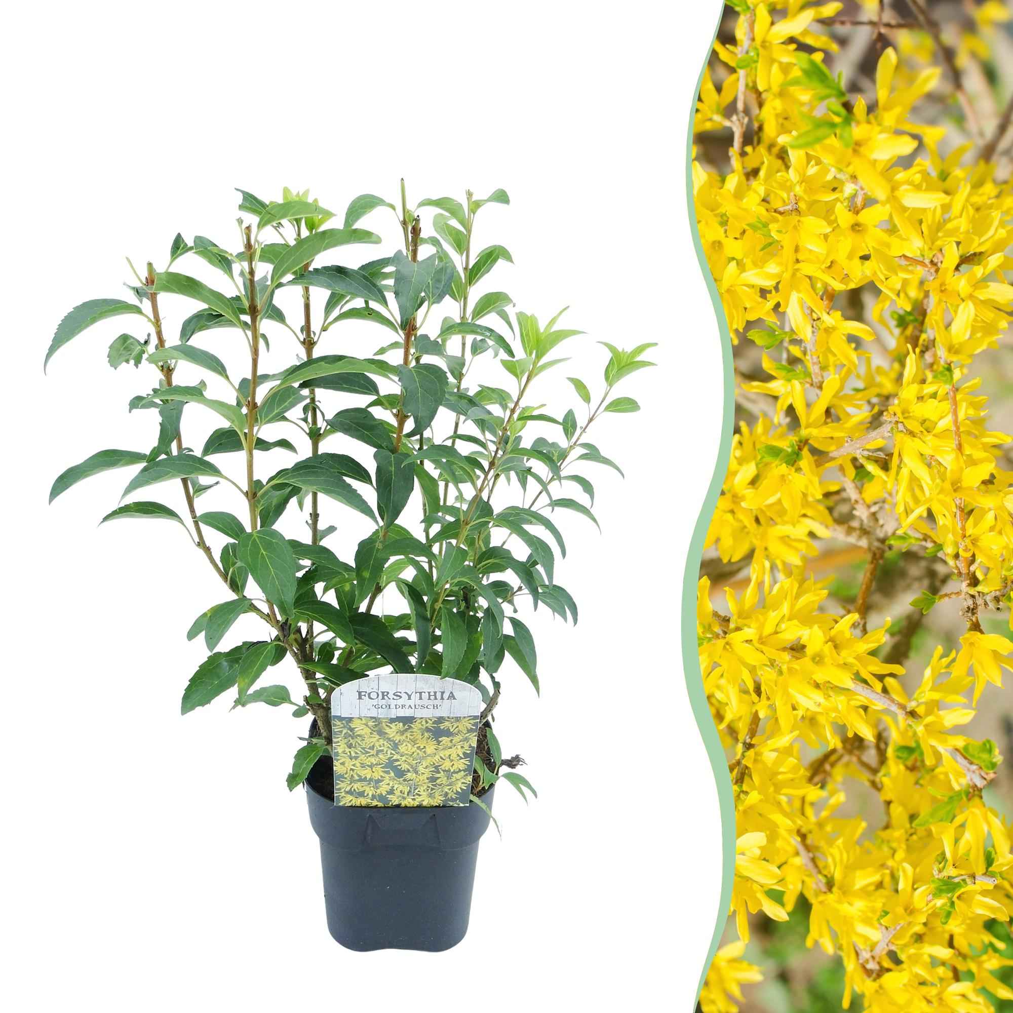 Image of Goldglöckchen Forsythia intermedia – Zierstrauch mit gelben Blüten – 17cm – Höhe ca. 45cm – Schnellwachsender & pflegeleichter Blütenstrauch