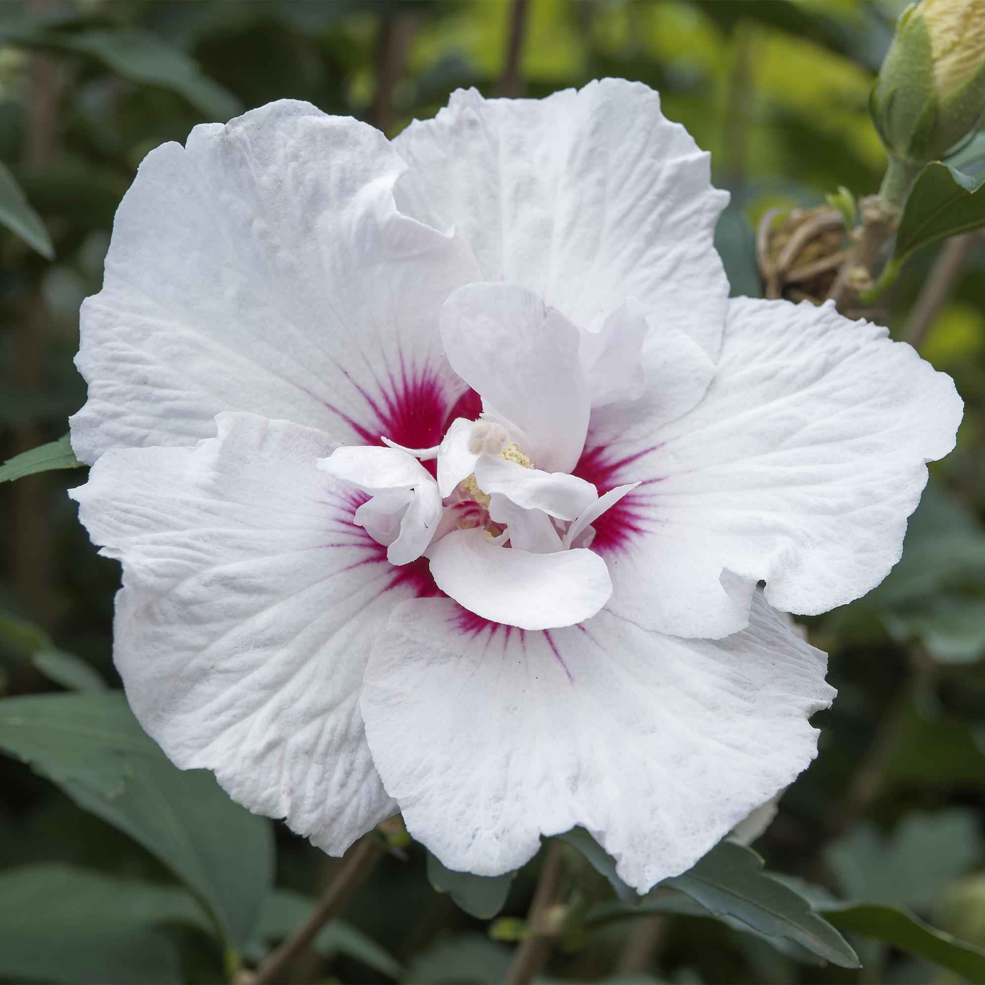 Image of Hibiscus syriacus Starburst Chiffon – Blühende Stamm – Pflanze mit cremeweißen Blüten – Laubabwerfend & pflegeleicht – Ø19cm – Höhe ca. 90cm-2