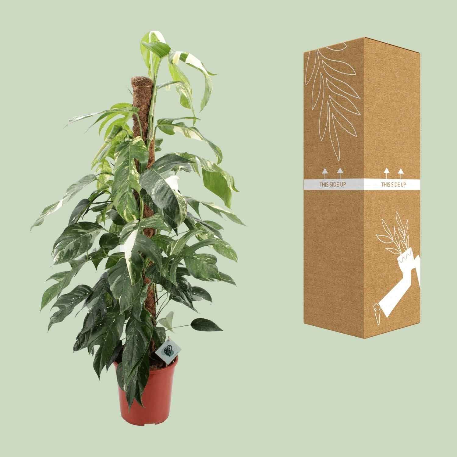 Image of Efeutute Epipremnum Pinnatum Albo Variegata – Ø24cm – ca.125cm Zimmerpflanze – Weiß-grün panaschierte Kletterpflanze – Pflegeleicht & luftreinigend-2