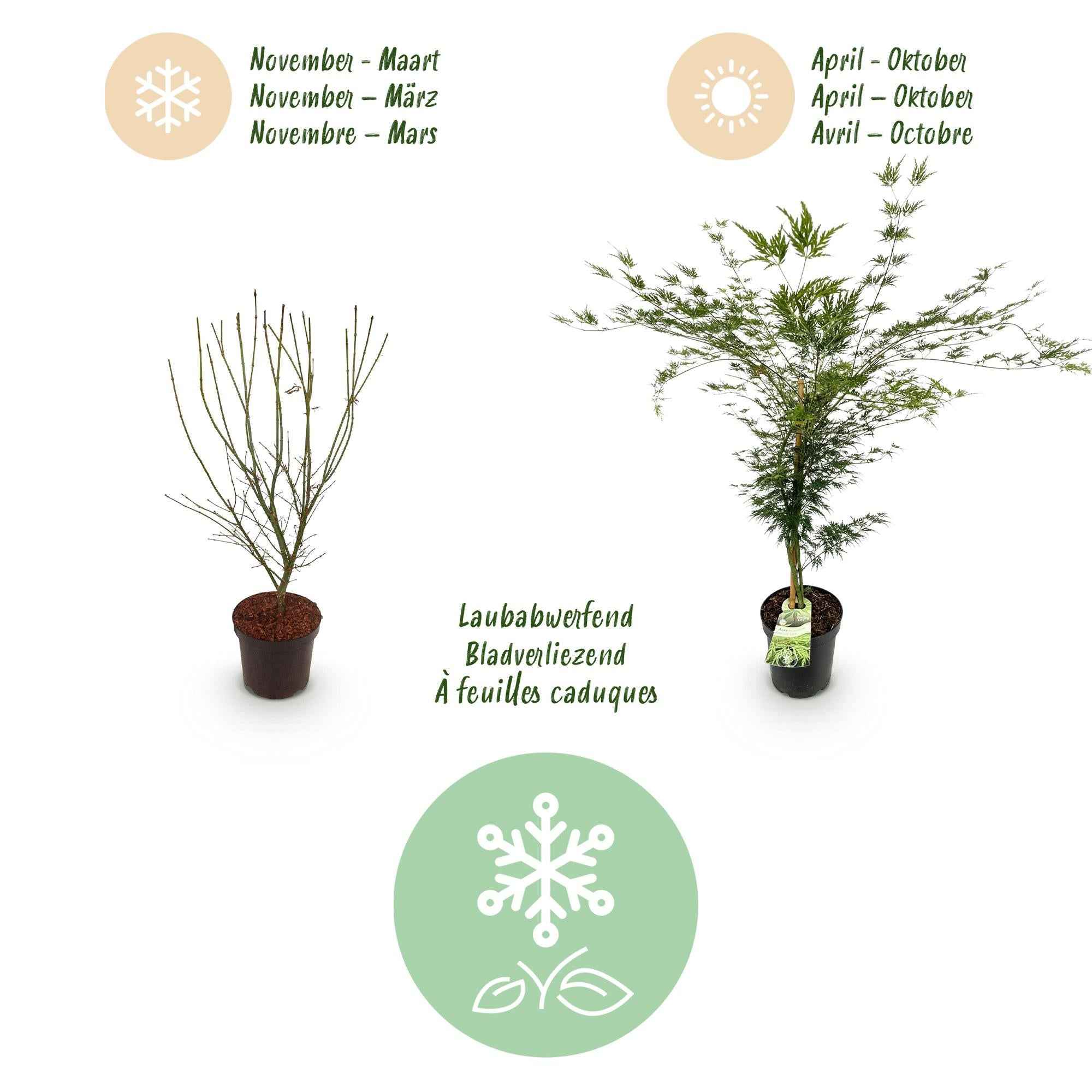 Image of Japanischer Ahorn Acer palmatum Emerald Lace, laubabwerfende Gartenpflanze in Grün, fein geschlitzter Zierahorn für Garten und Kübel, Ø26cm, 90cm-4