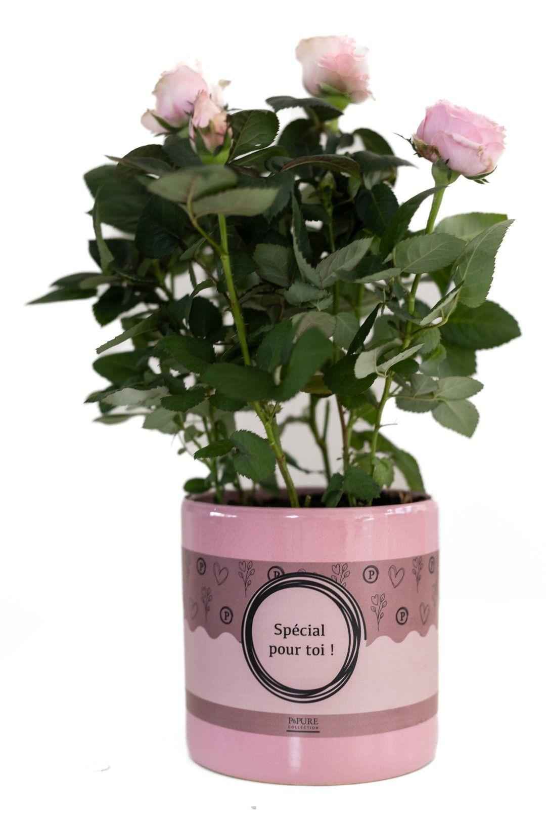 Image of Rose Light Pink in Pour Toi Topf – Ø12cm ↕30cm – Hellrosa Rose als Geschenkidee – Edle Zimmerpflanze mit Verpackung – Symbol für Liebe & Zuneigung-0