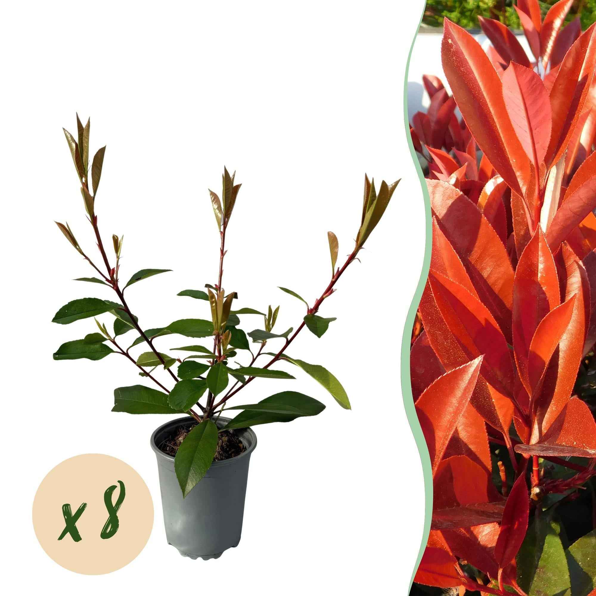 Image of Frasers Glanzmispel – Photinia fraseri Red Robin – Heckenpflanze – Blatt rot grün – 8 Pflanzen – 1 laufender Meter – immergrün – 9cm Höhe 30-35cm-1