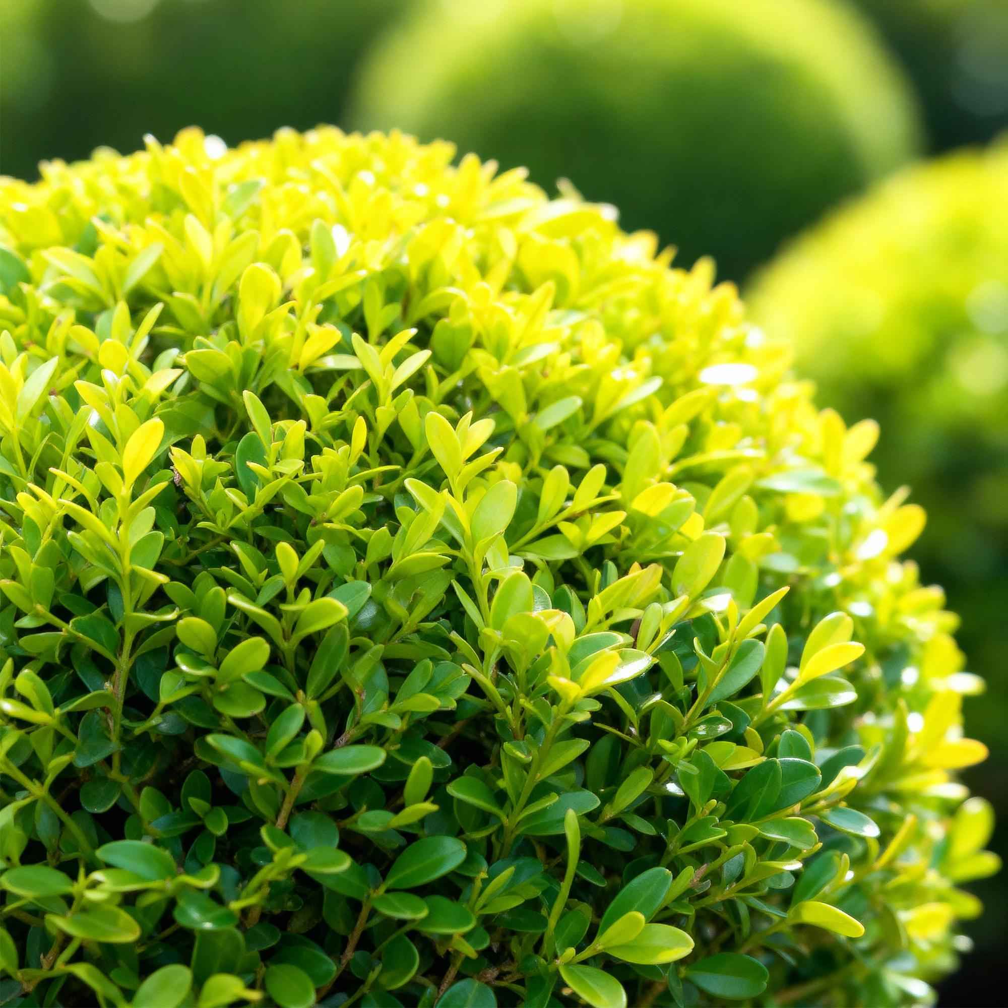 Image of BetterBuxus Skylight Kugel 25cm 23cm widerstandsfähig pflegeleicht für Garten Balkon Terrasse Formschnitt winterhart dekorative Kugelpflanze-3