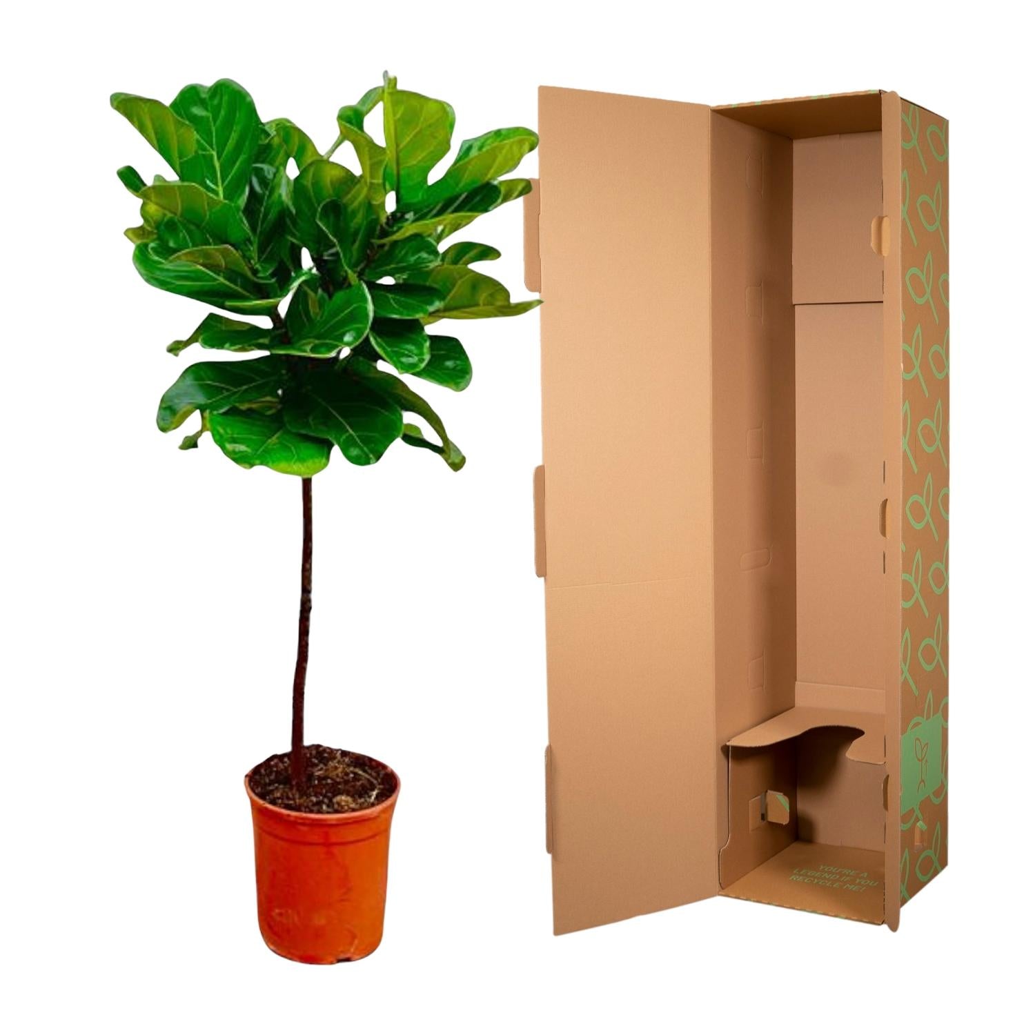 Image of Ficus Lyrata – Geigenfeige – ca. 130cm hoch – Ø24cm – Zimmerpflanze mit Stamm – Groß, dekorativ & luftreinigend – Für Wohnzimmer, Büro & Wintergarten-2