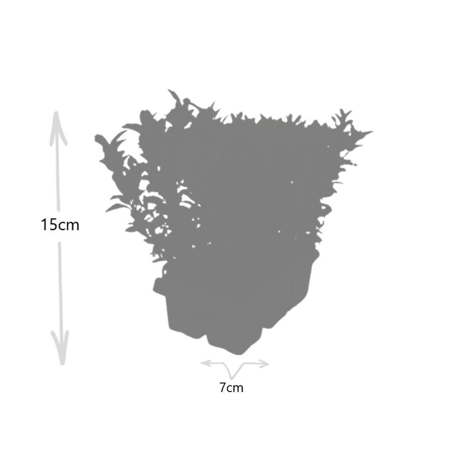 Image of Japanischer Spindelstrauch Euonymus japonicus 'Green Spire' – Ø7cm, Höhe 15cm – 72 Pflanzen – Winterhart, Pflegeleicht, Schlank & Aufrecht-2