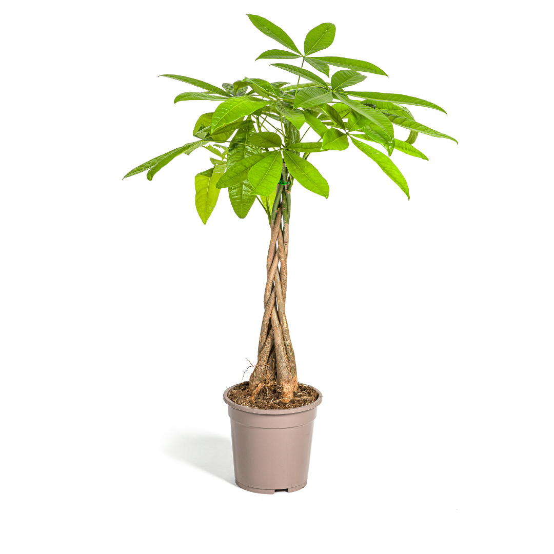 Image of Glückskastanie Pachira Aquatica – Zimmerpflanze – Ø19cm – 70-90cm hoch – Geflochtener Stamm – Exotisch & pflegeleicht-0