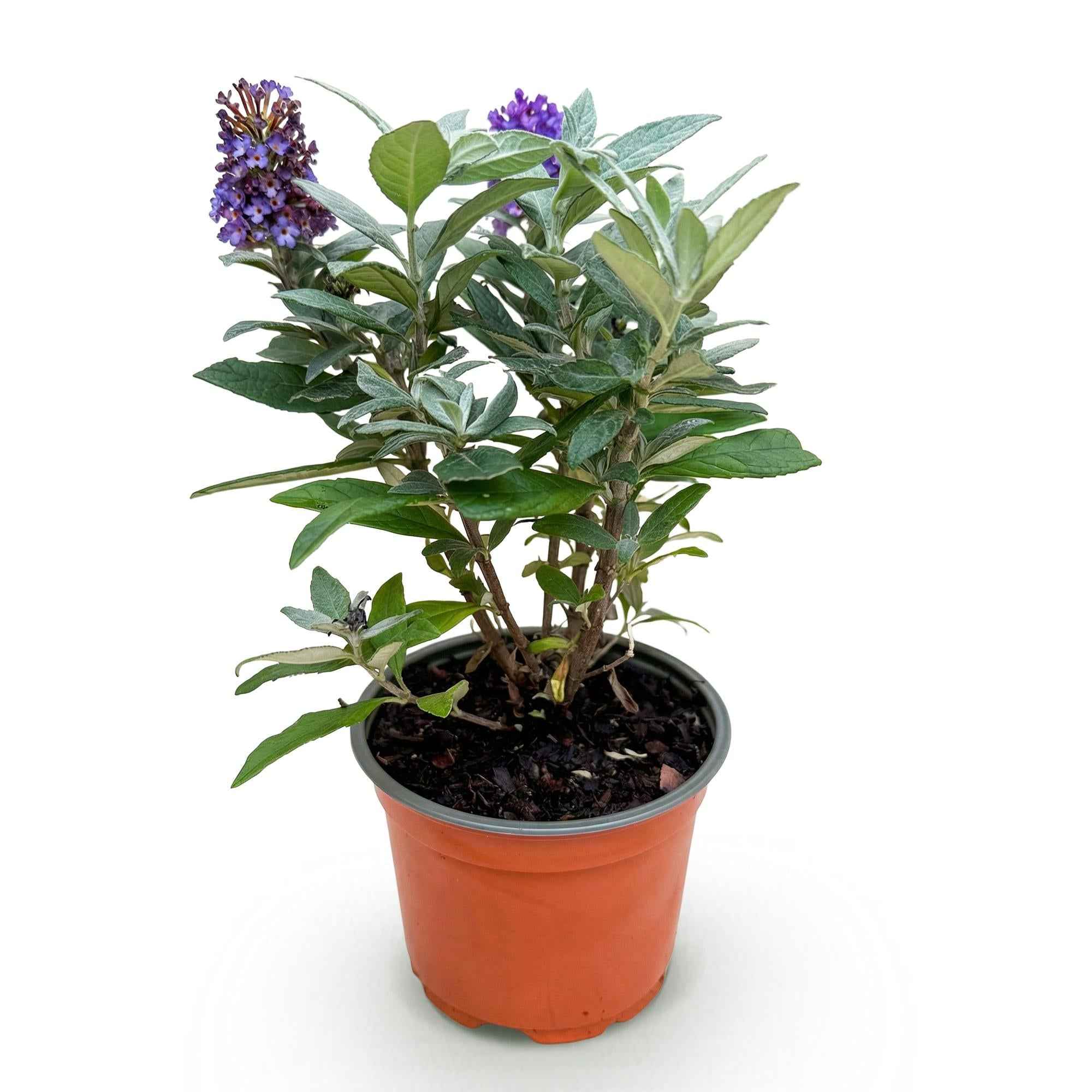 Image of Schmetterlingsflieder Buddleja davidii Little Lila kompakt lila 20-25cm 12cm winterhart bienenfreundlich duftend für Garten Balkon Terrasse Beet-2
