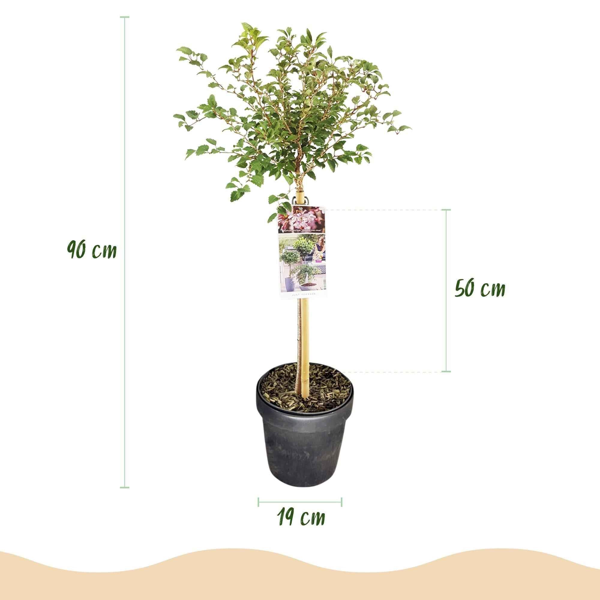 Image of Fuji – Kirsche Prunus incisa Kojou – no – mai – 19cm Höhe ca.90cm – Weiß blühende Terrassenpflanze – Winterhart & laubabwerfend-2
