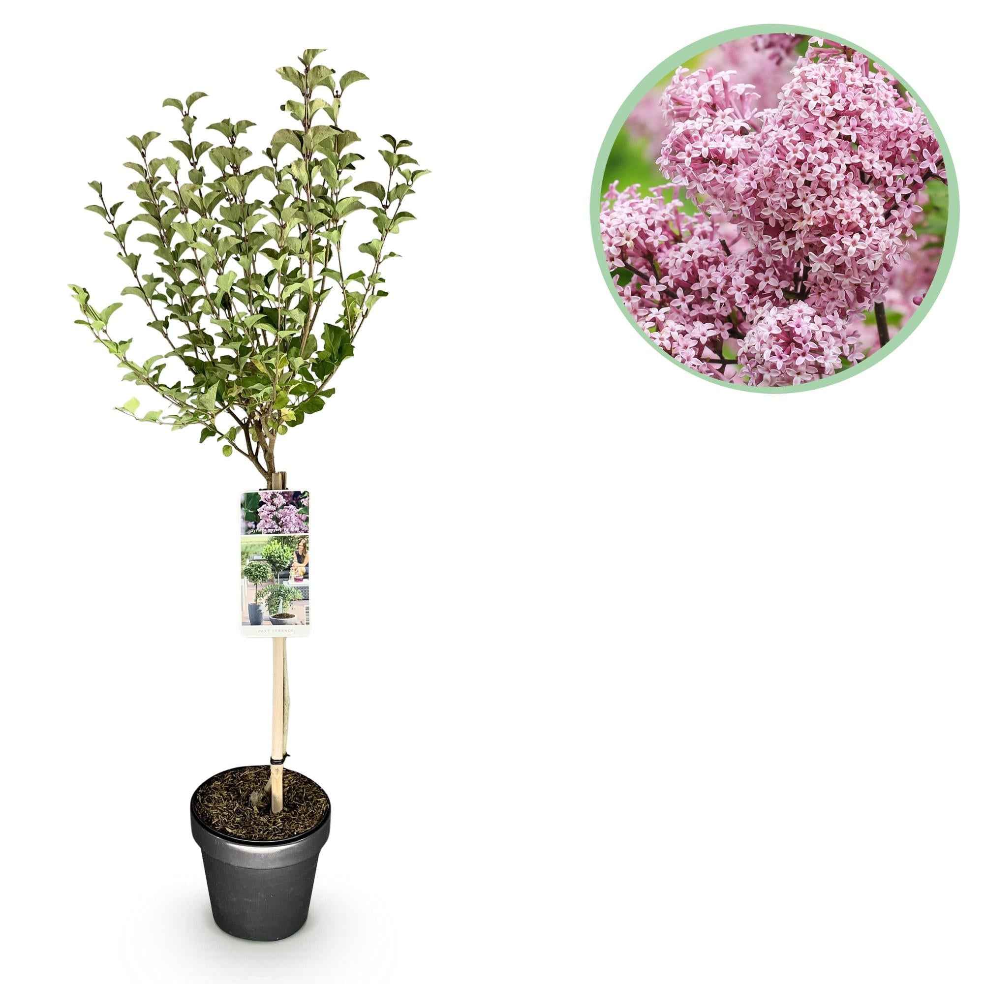 Image of Zwergflieder Syringa meyeri Palibin – 19cm Höhe ca.90cm – Lila blühend & duftend – Winterhart & laubabwerfend – Ideal für Beet Balkon Terrasse-0