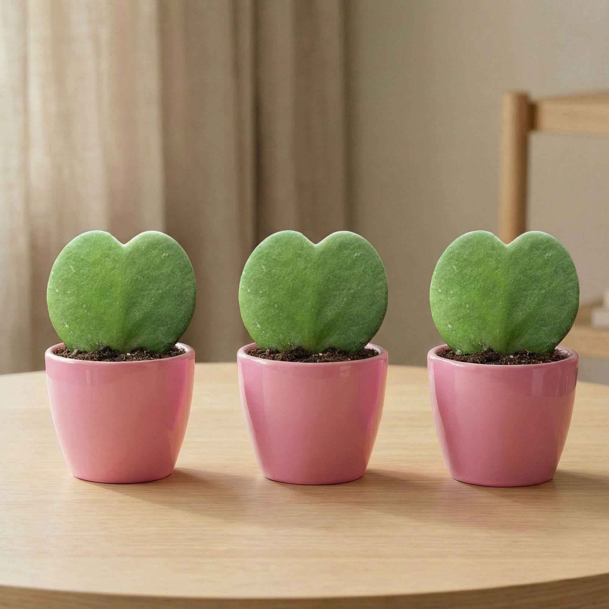 Image of Sweetheart Plant Set Hoya Kerrii 3er Set – herzförmige Sukkulente im rosa Keramiktopf Ø6cm – Höhe ca.6cm-0