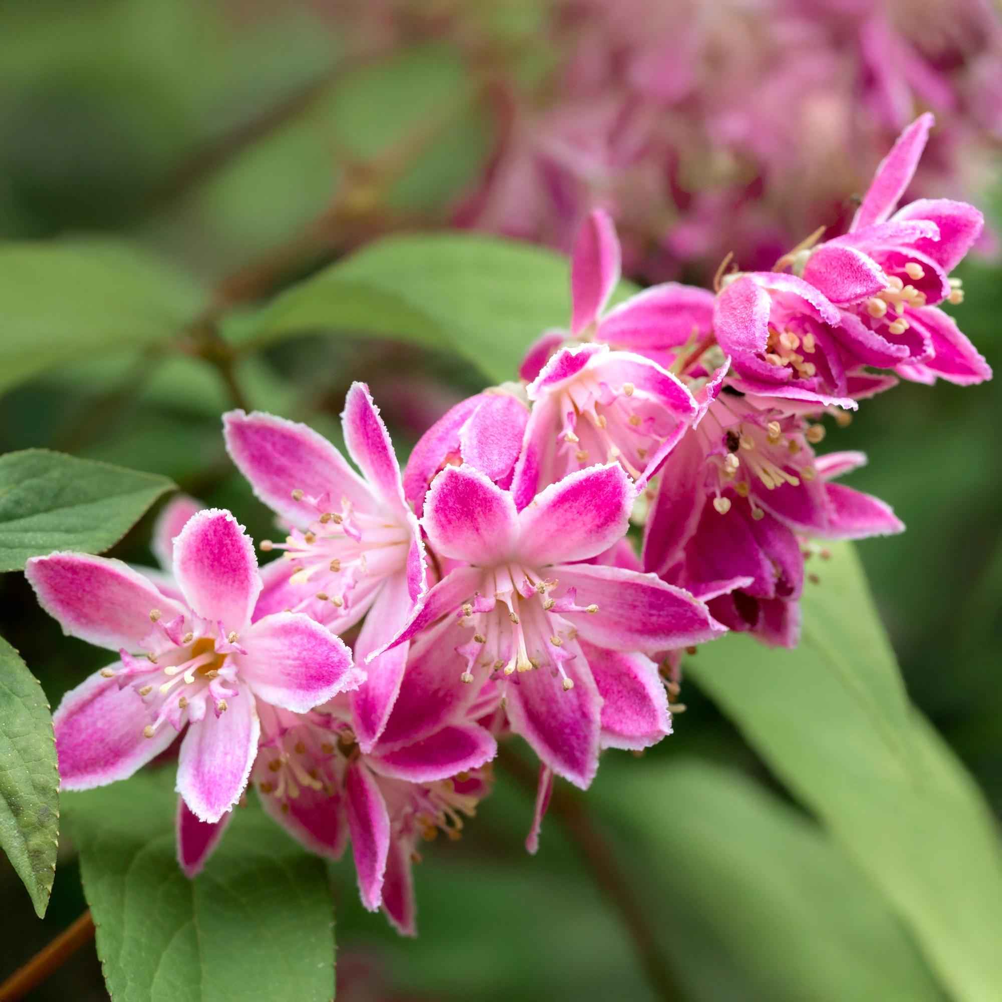 Image of Sternchenstrauch – Deutzia hybrida Strawberry Fields – Rosa Blüten – Strauch – 17cm – Höhe 45cm – Wenig Pflege-0