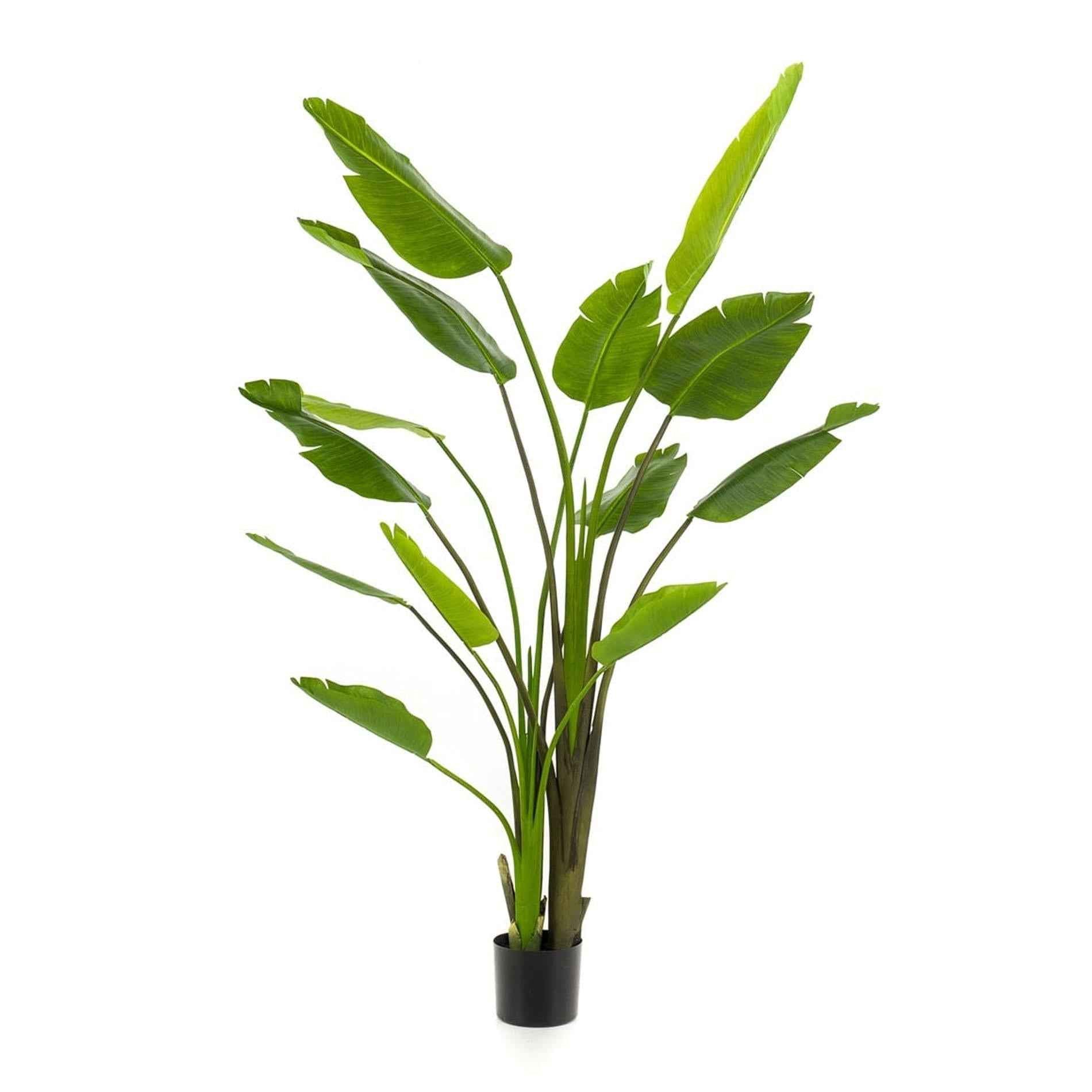 Image of Strelitzia nicolai Kunstpflanze 180cm – XXL Zimmerpflanze mit tropischen Blättern – Pflegefreie Deko-Pflanze für Wohnraum & Büro-0