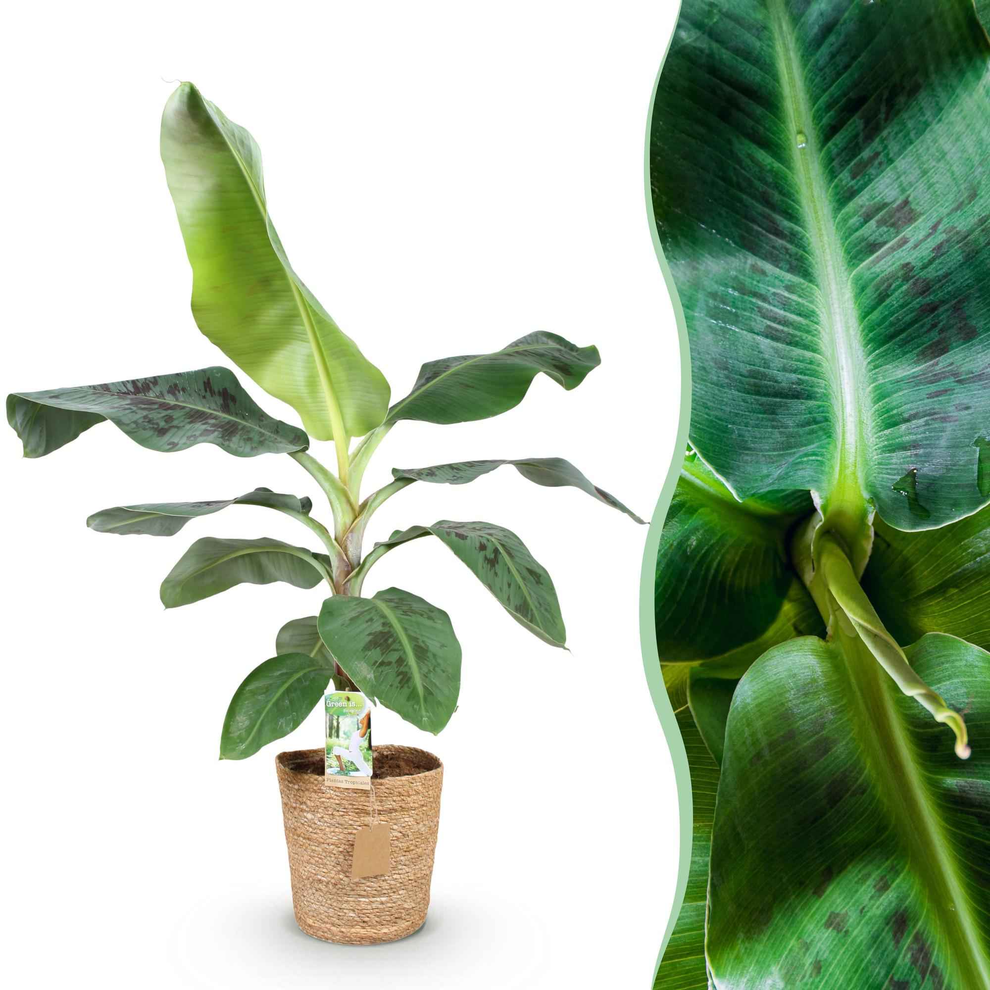 Image of Bananenpflanze Musa acuminata Dwarf Cavendish – 70-75cm – 21cm inkl. Naturkorb – Pflegeleicht – Tropische Zimmerpflanze mit großen Blättern-1