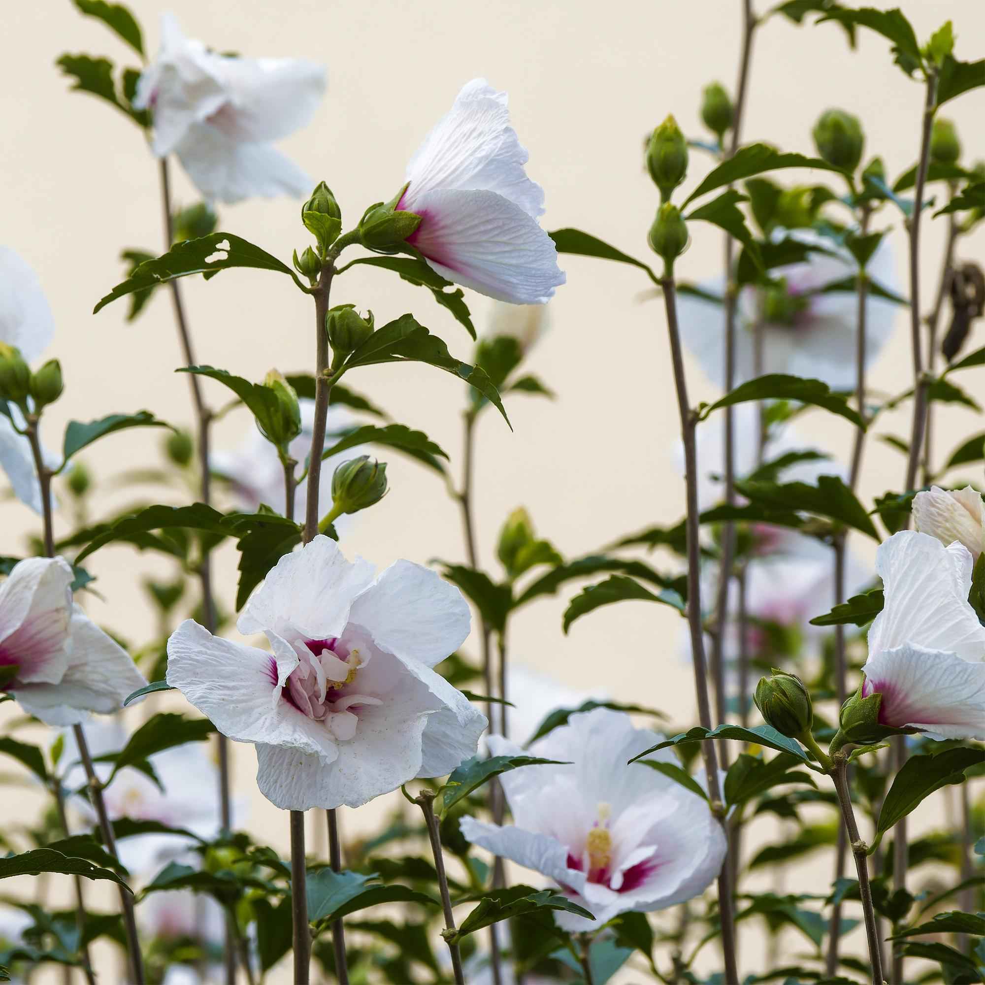 Image of Hibiscus syriacus Starburst Chiffon – Blühende Stamm – Pflanze mit cremeweißen Blüten – Laubabwerfend & pflegeleicht – Ø19cm – Höhe ca. 90cm-3