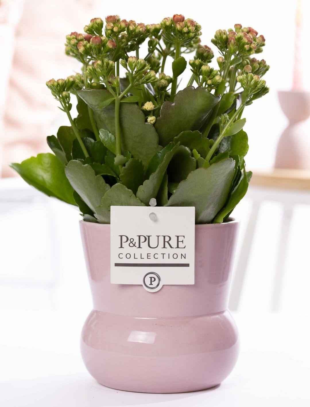 Image of Kalanchoe Rosa in Keramikvase Pink – Ø12cm ↕27cm – Blühende Zimmerpflanze mit rosafarbenen Blüten – Pflegeleicht & langlebig-0